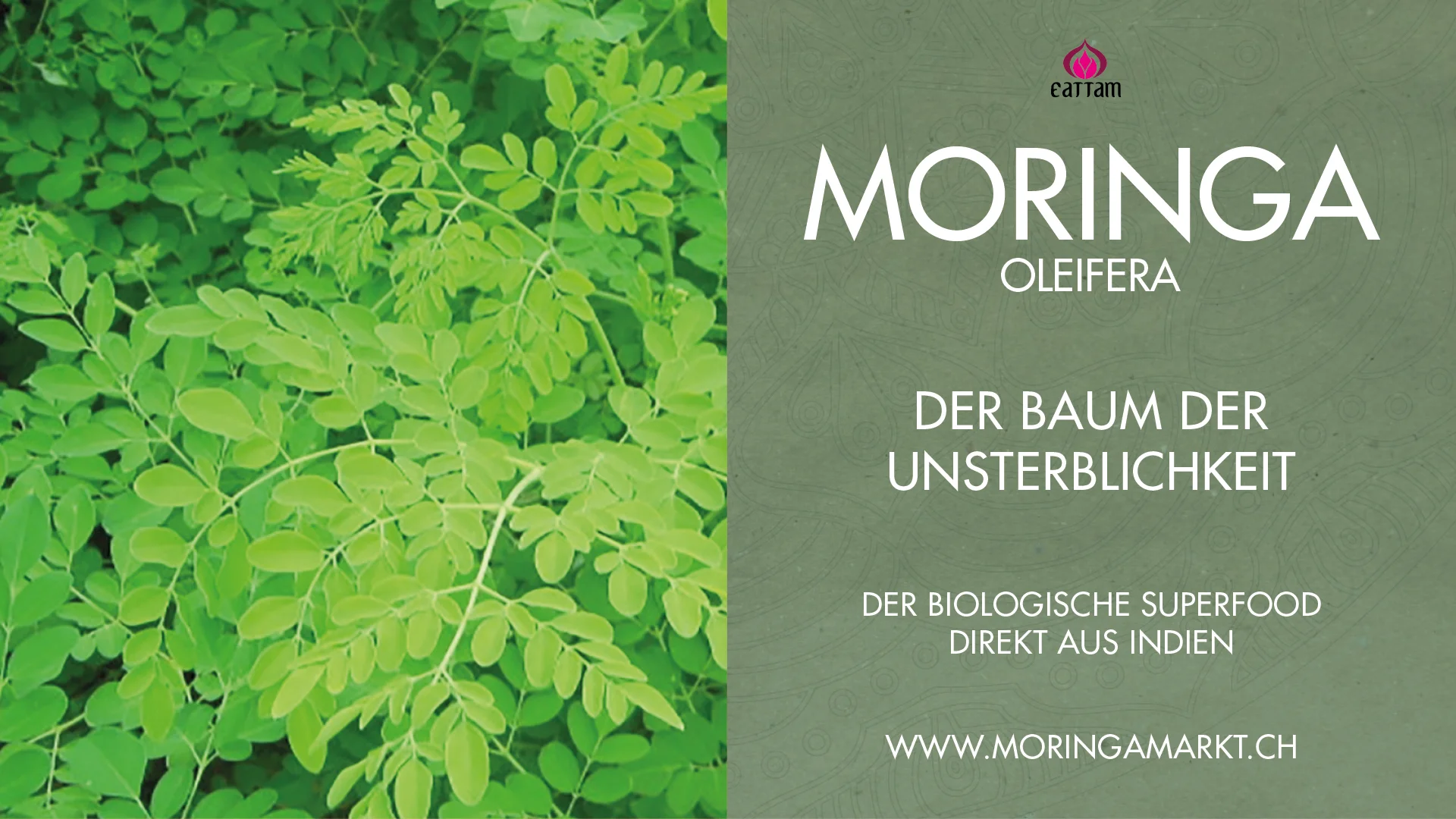 Slideshow Moringa Oleifera