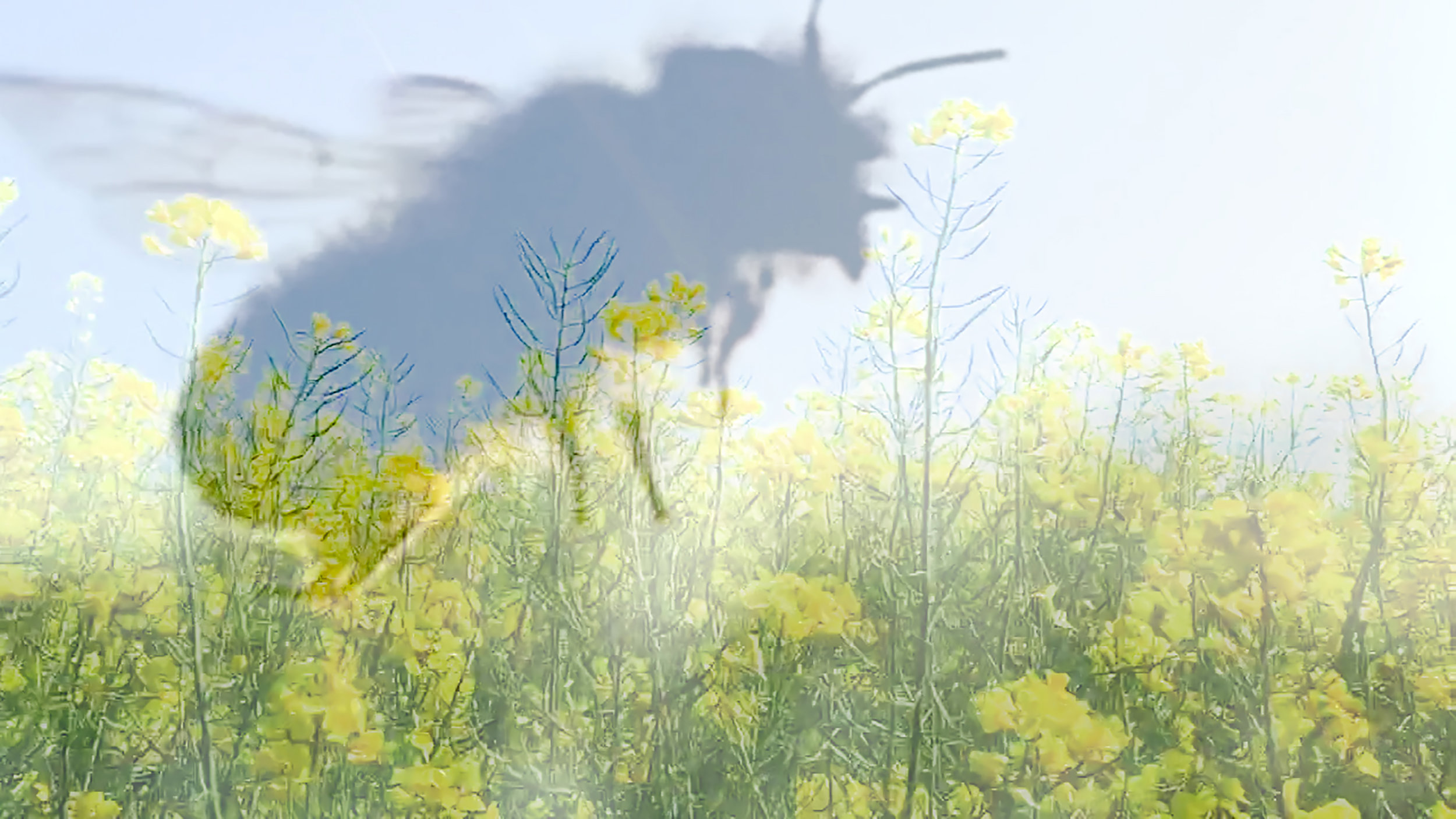 130 million years This is the date on which bees appear on the blue planet. 2 million years. The moment when humanity begins its development. Peaceful coexistence between humans and bees has lasted for millennia. The pollination carried out, the fields sown, a semblance of harmony reigned on the blue planet. Yet in a century the Earth has been undermined by a humanity gripped by rampant production that has engaged massive processes of destruction and pollution. And if Bee Wars was declared ... ?
