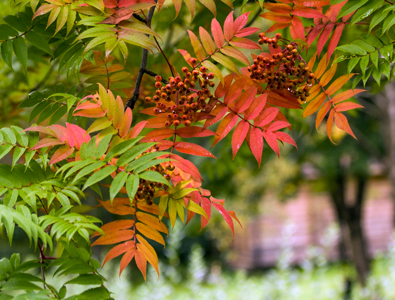 Fjallareynir (Sorbus Commixta) er fallegur í haustlitum.
