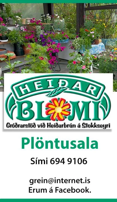 Heiðarblómi