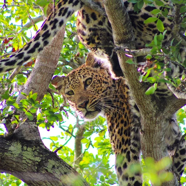 Camp Jabulani - Luxury Safari Lodge in South Africa