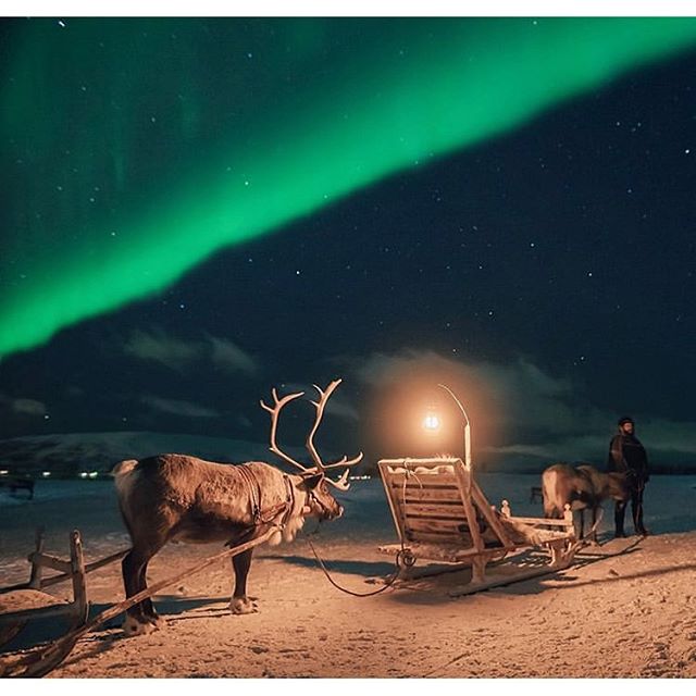 Arctic Reindeer under the northern lights 🎅 | Tag someone who would love this👇
.
.
Photo @polarper