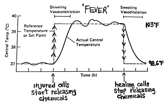 Badass graph showing the physiology of a fever from Antranik.org . “Vasoconstriction” is tightened blood vessels, and “vasodilation” is dilated blood vessels.