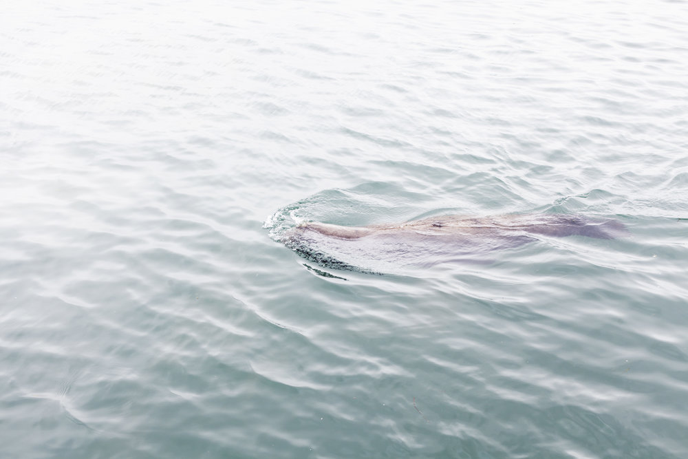 Morro_Bay_August_2016_43_.jpg