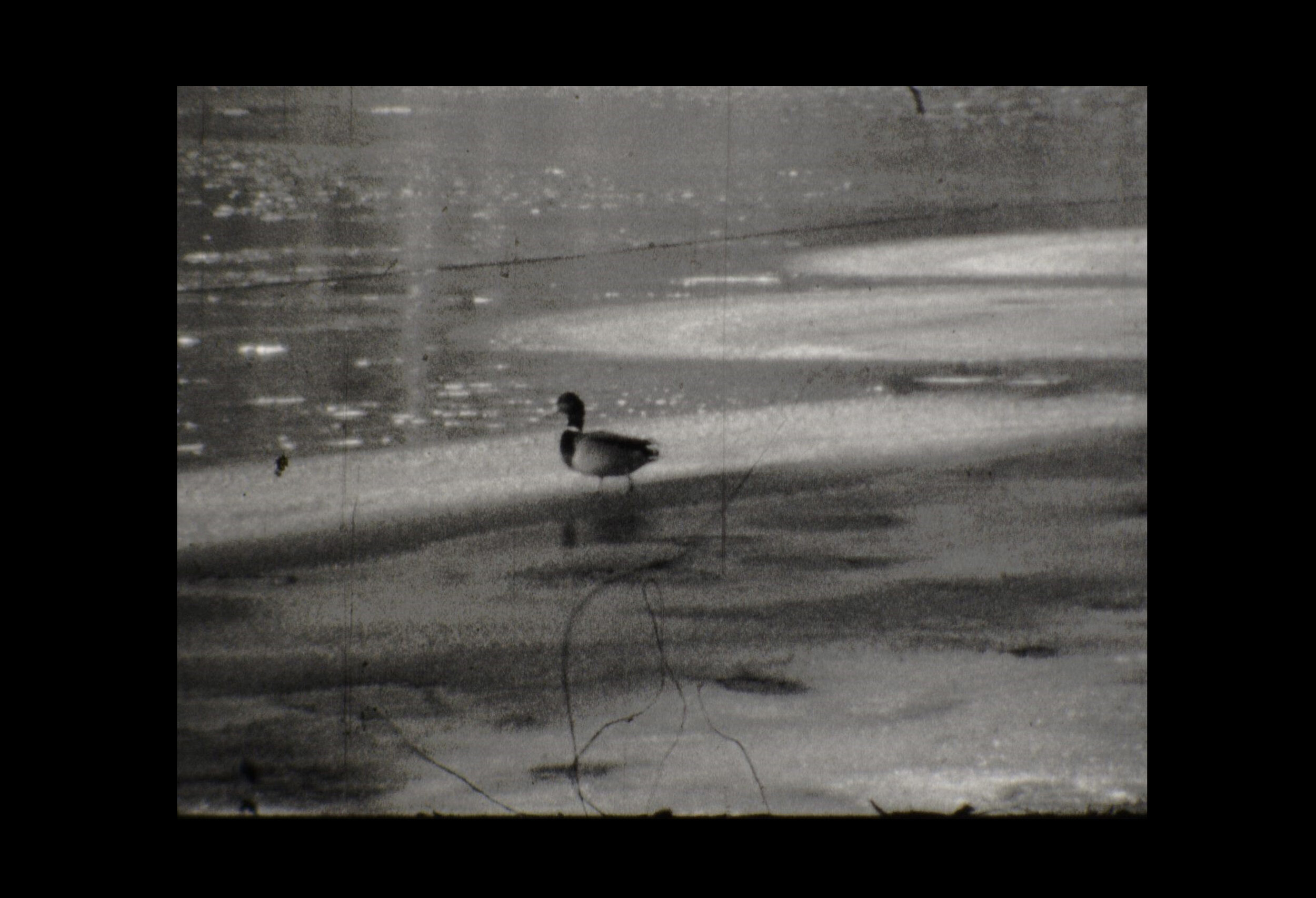 alone duck psd.jpg