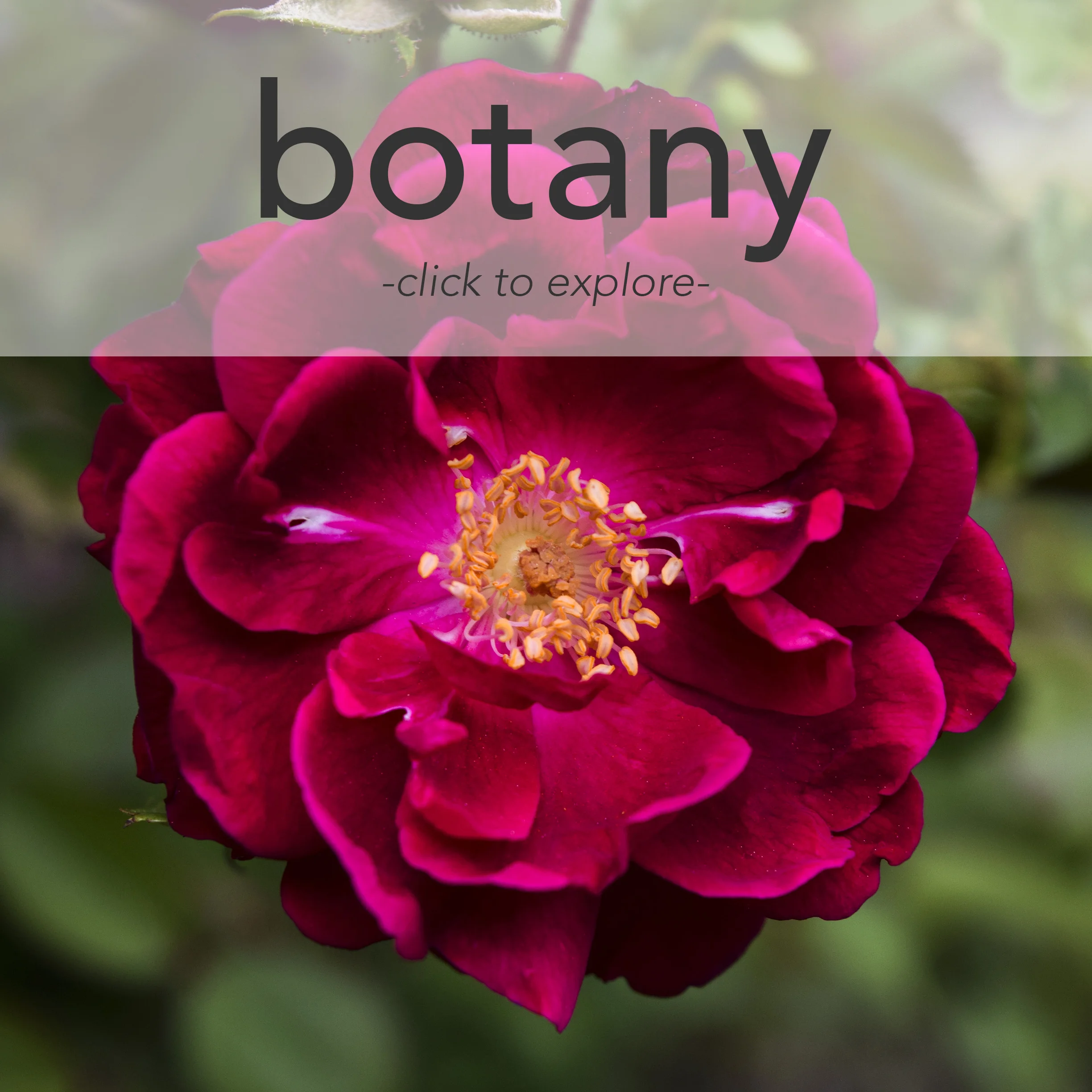 botanyfinal.jpg