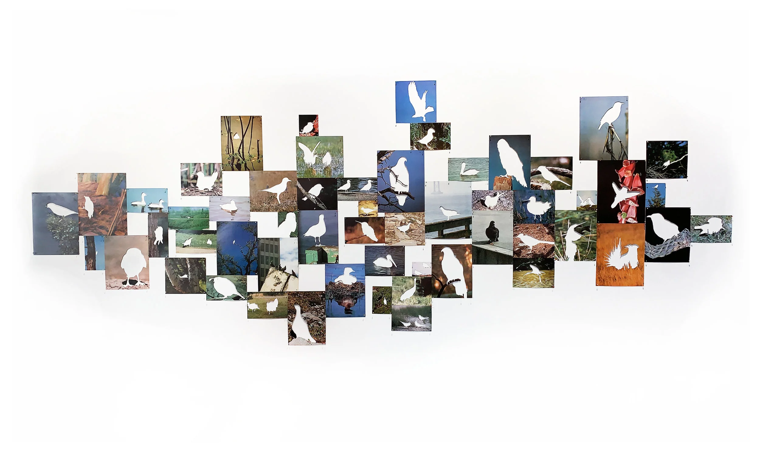 Birds of America