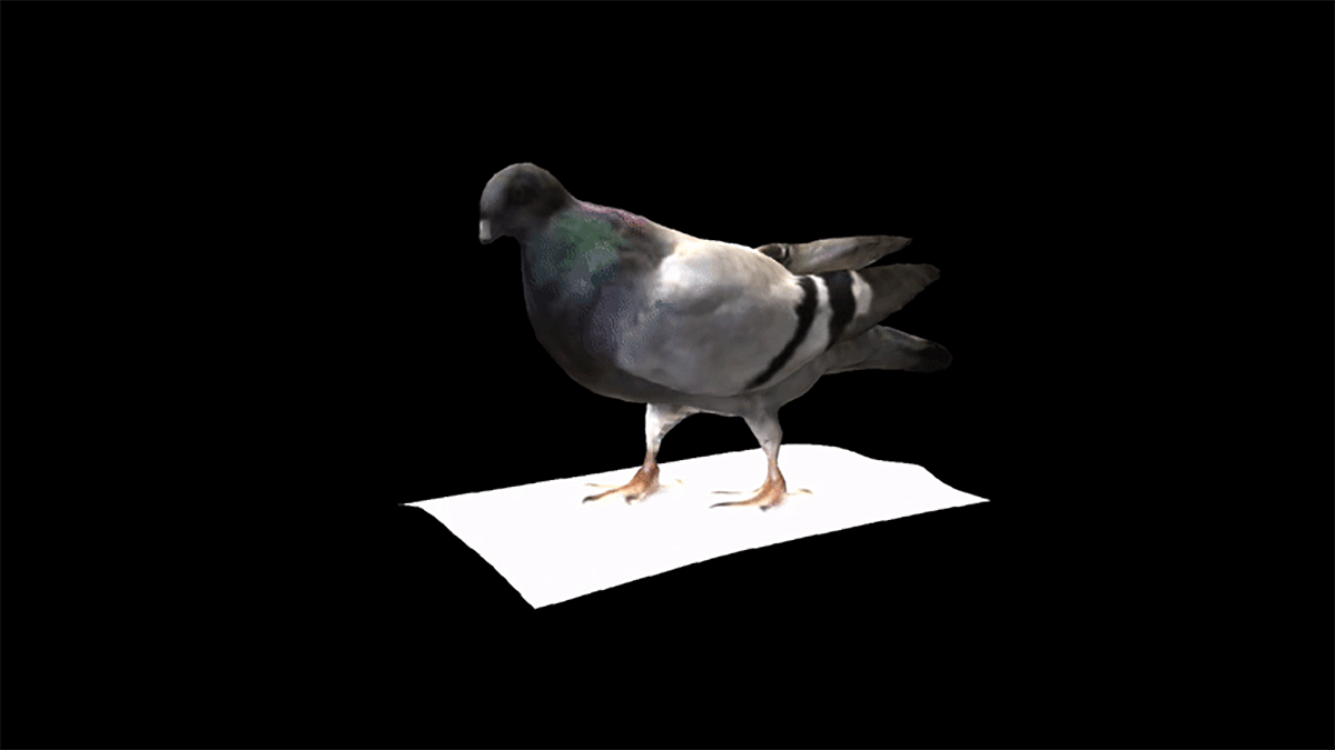Animation from: Birdwatchers