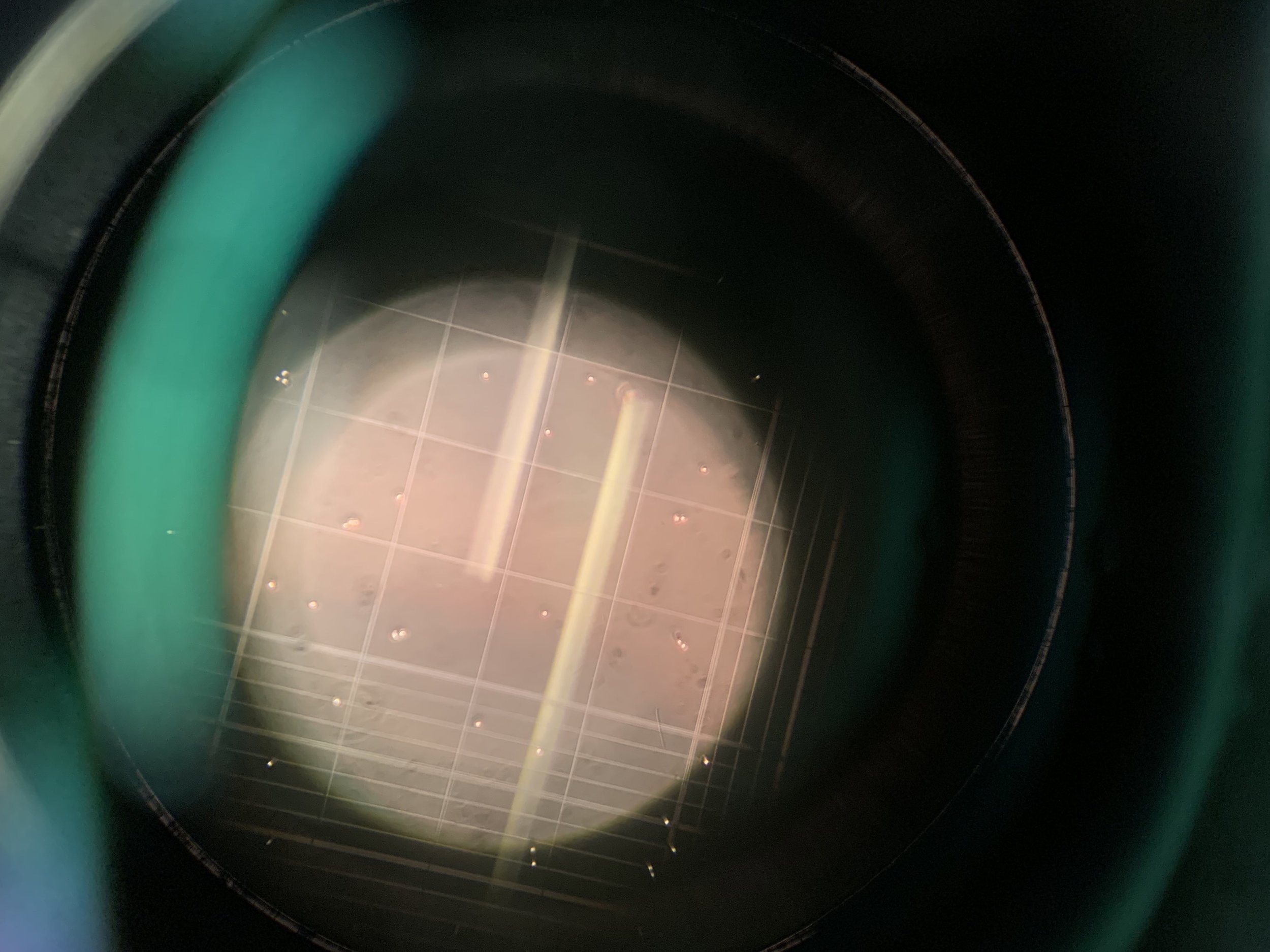 195DCDD3-574E-4953-86FF-44B7021AC329.jpeg