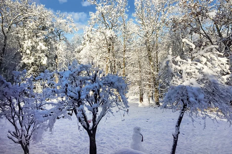 backyard_snow.jpg