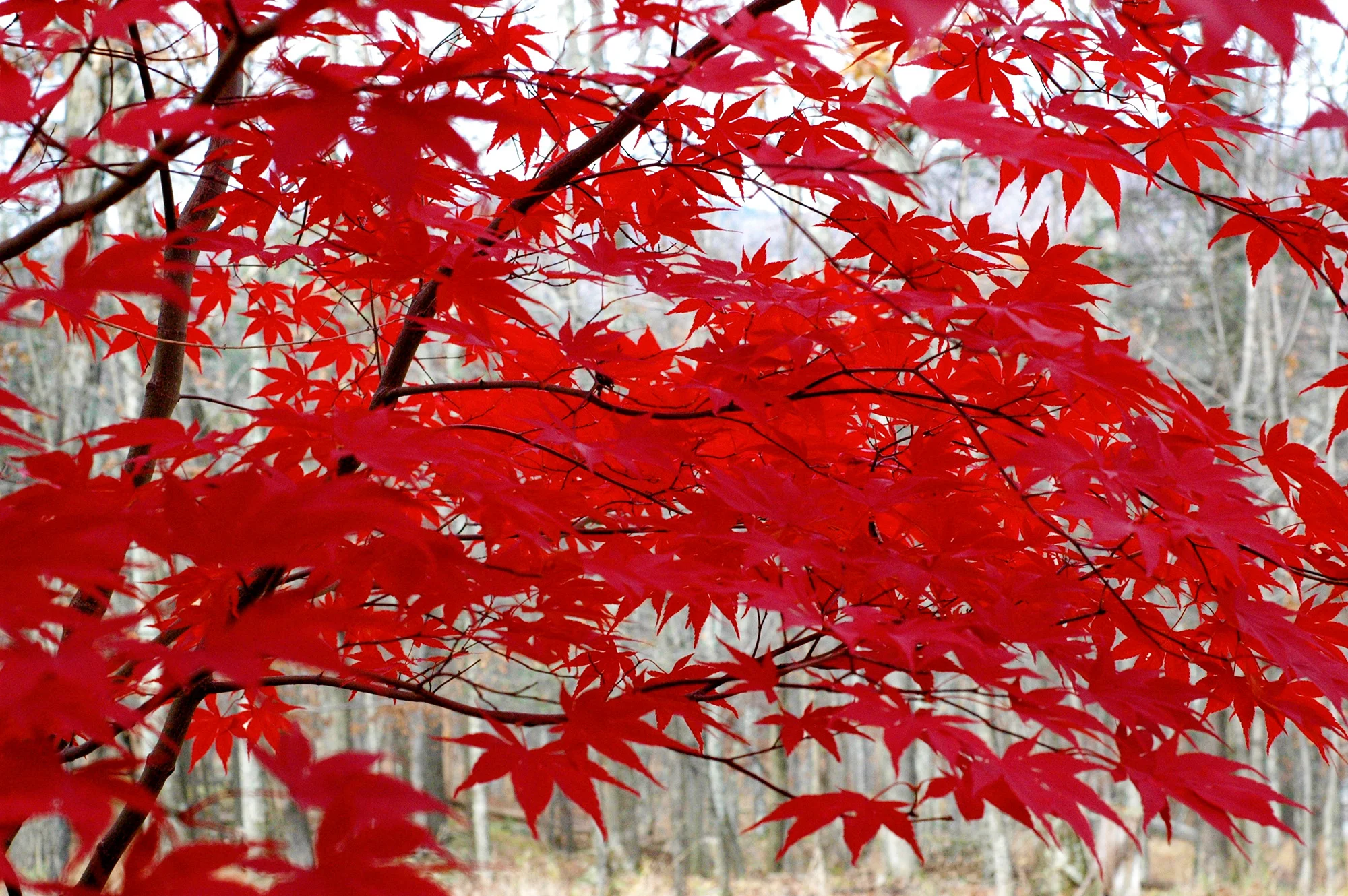 red_trees.jpg