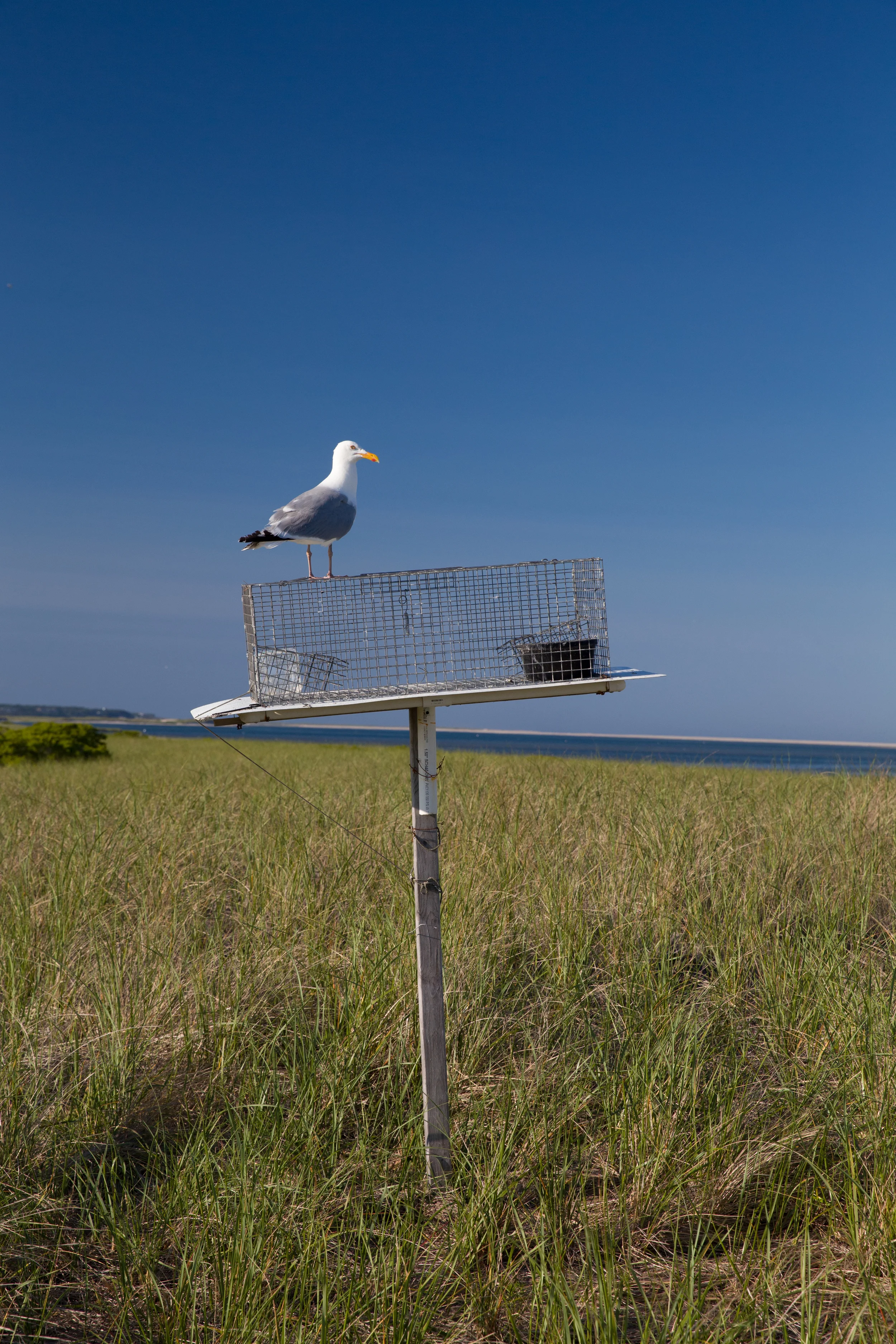 A gull, searching for its quarry