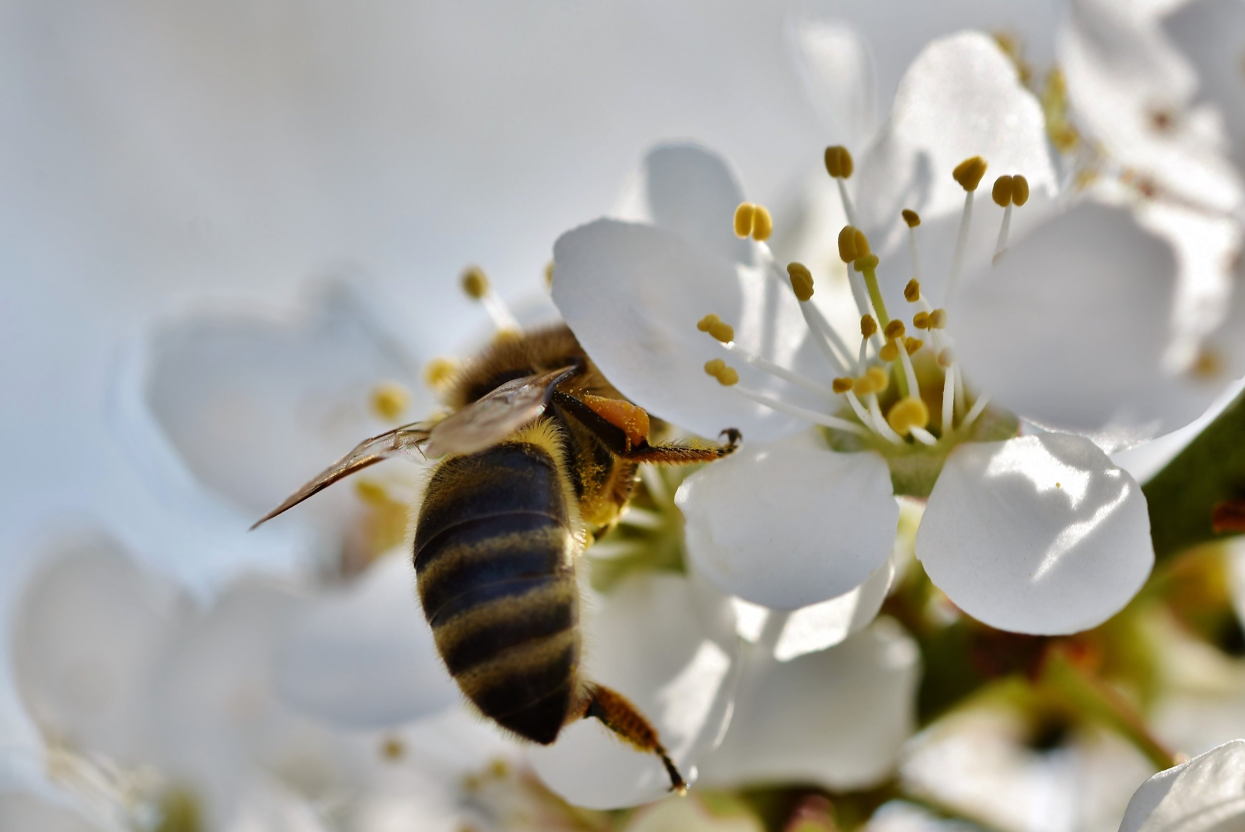 Время нектара. Пчела на сливе. Пчелы на цветущей рябиной. Пчелы летают. Пчела на алыче.