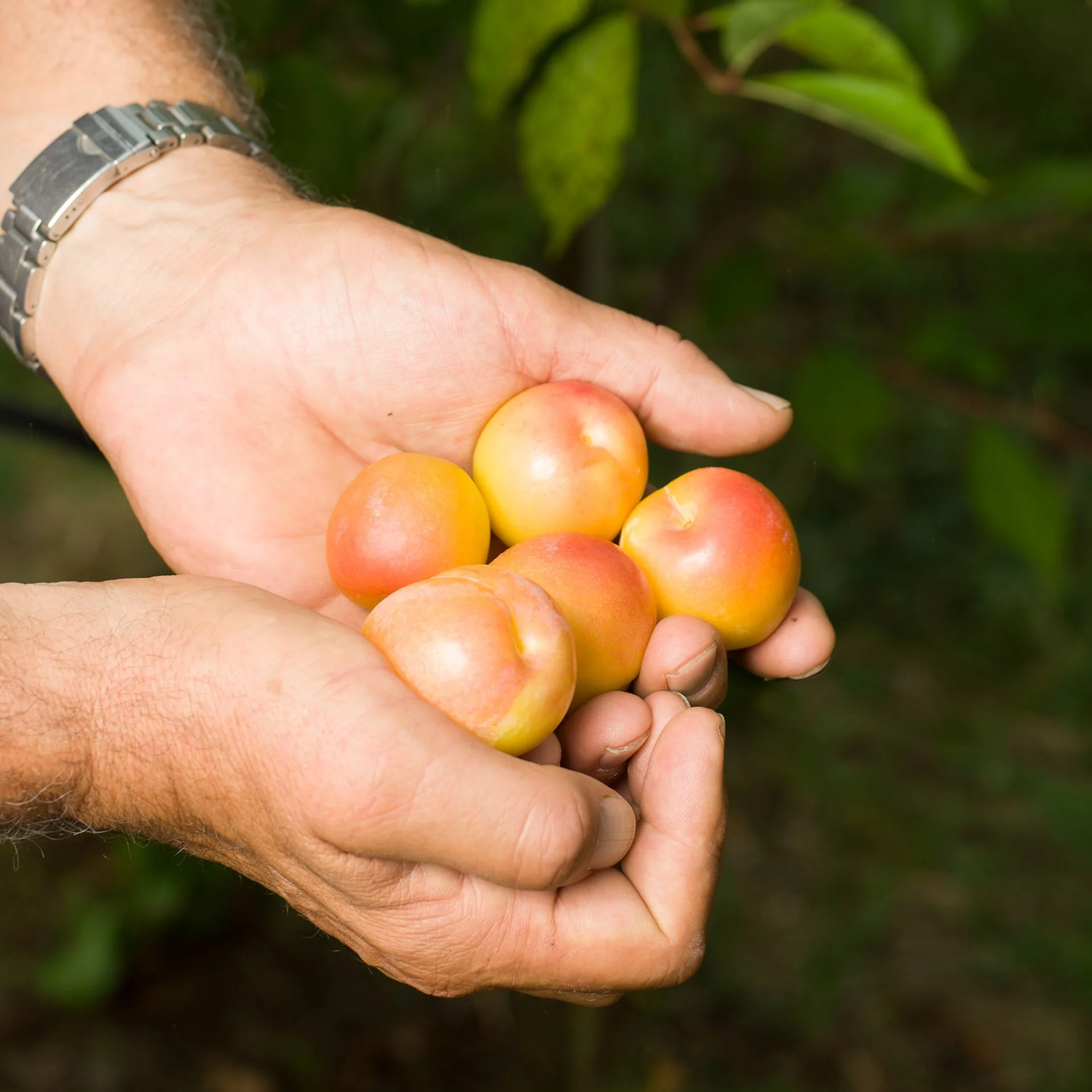 Fruit-2025_3.jpg