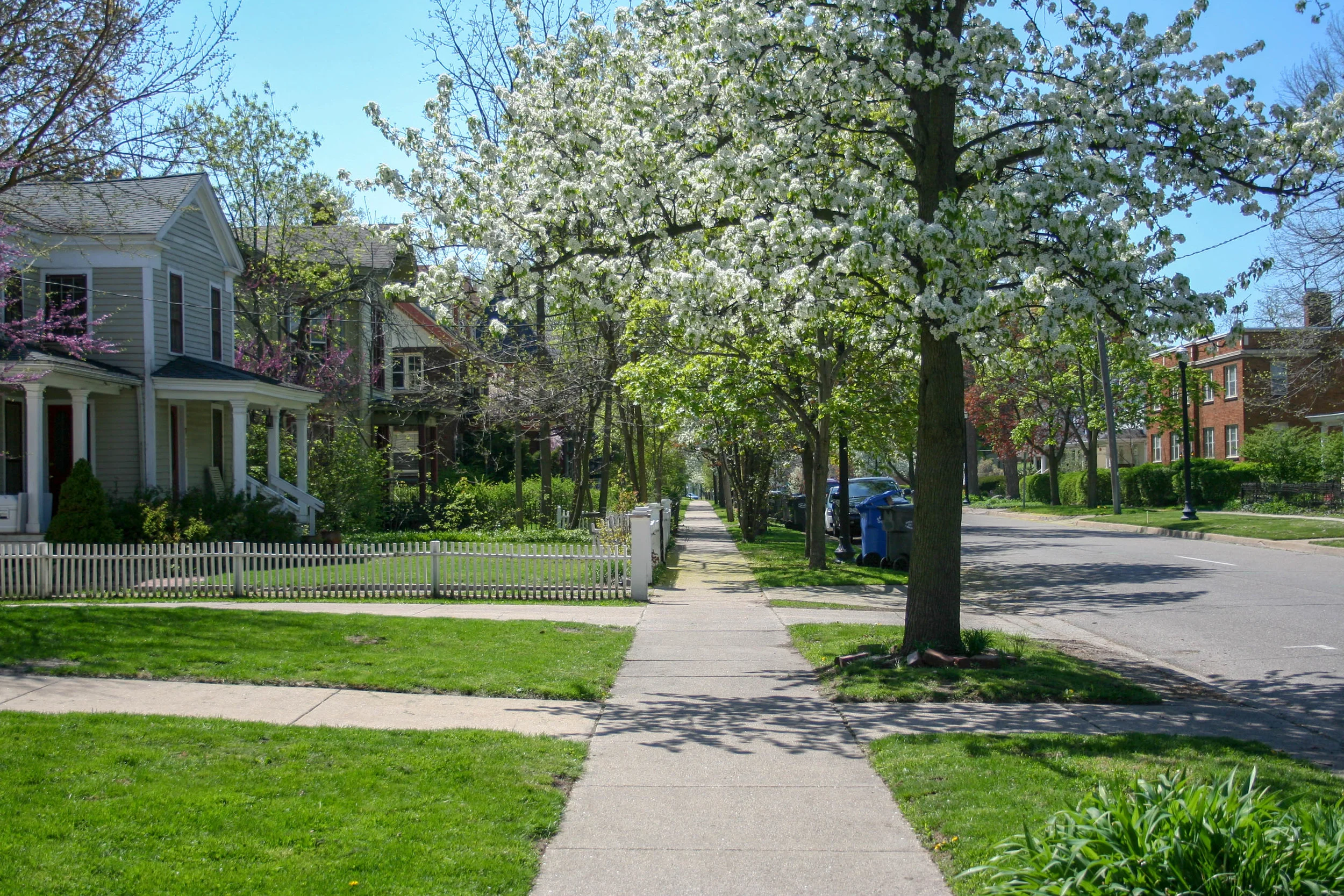Street Tree Plantings (Citywide)