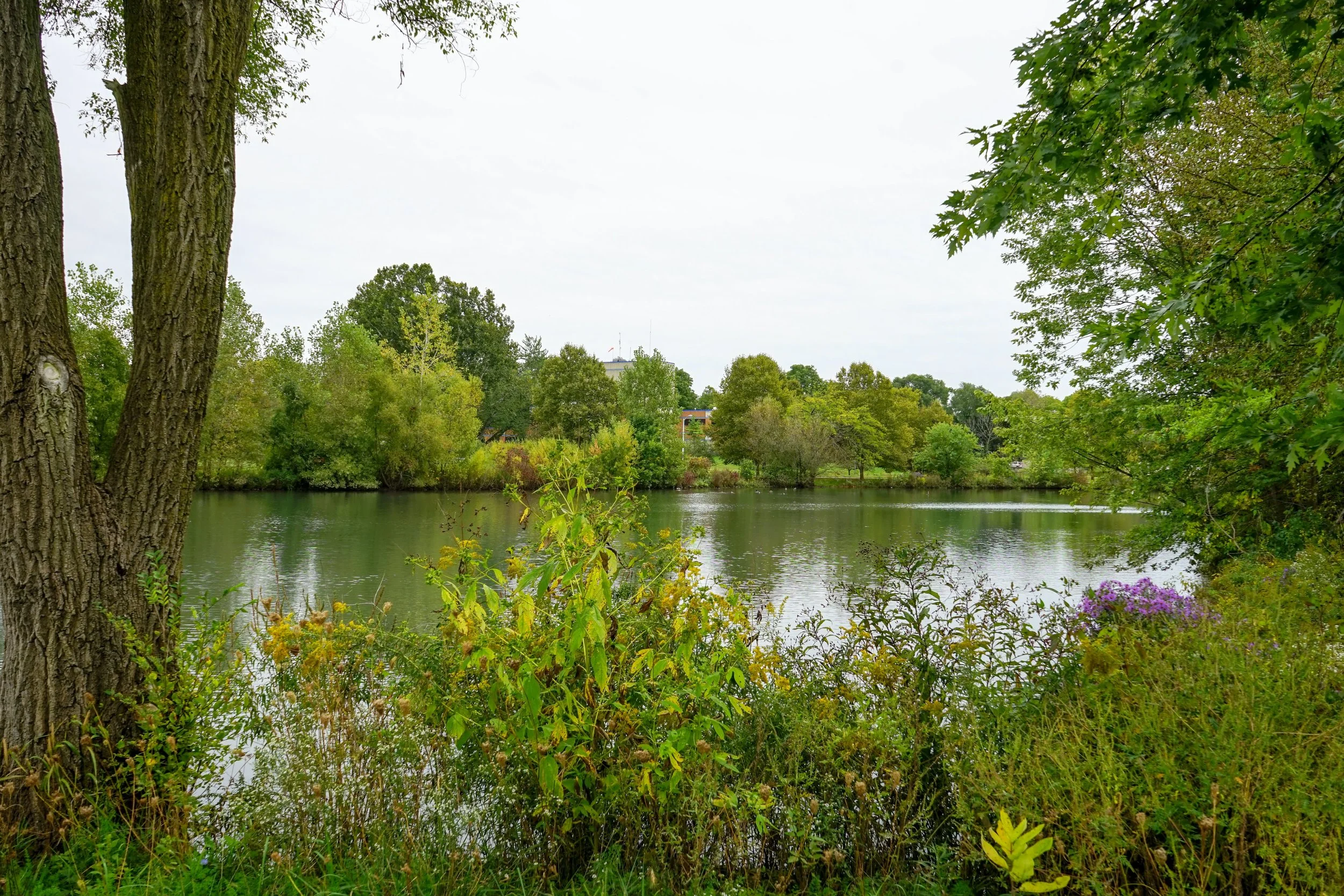 2019 Crosstown Ponds Dredging Project