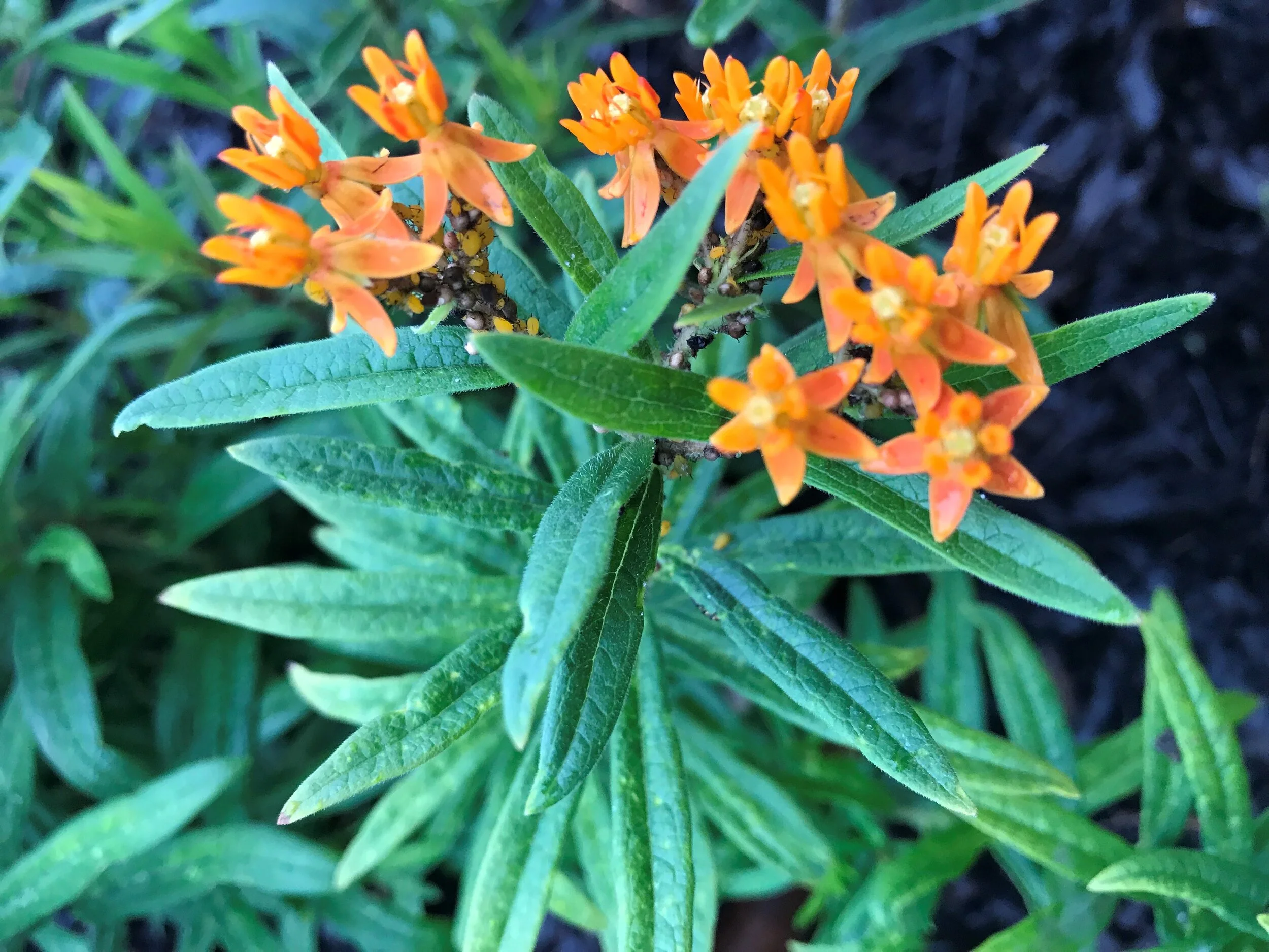 Invasive Weed Removal in Kalamazoo Parks