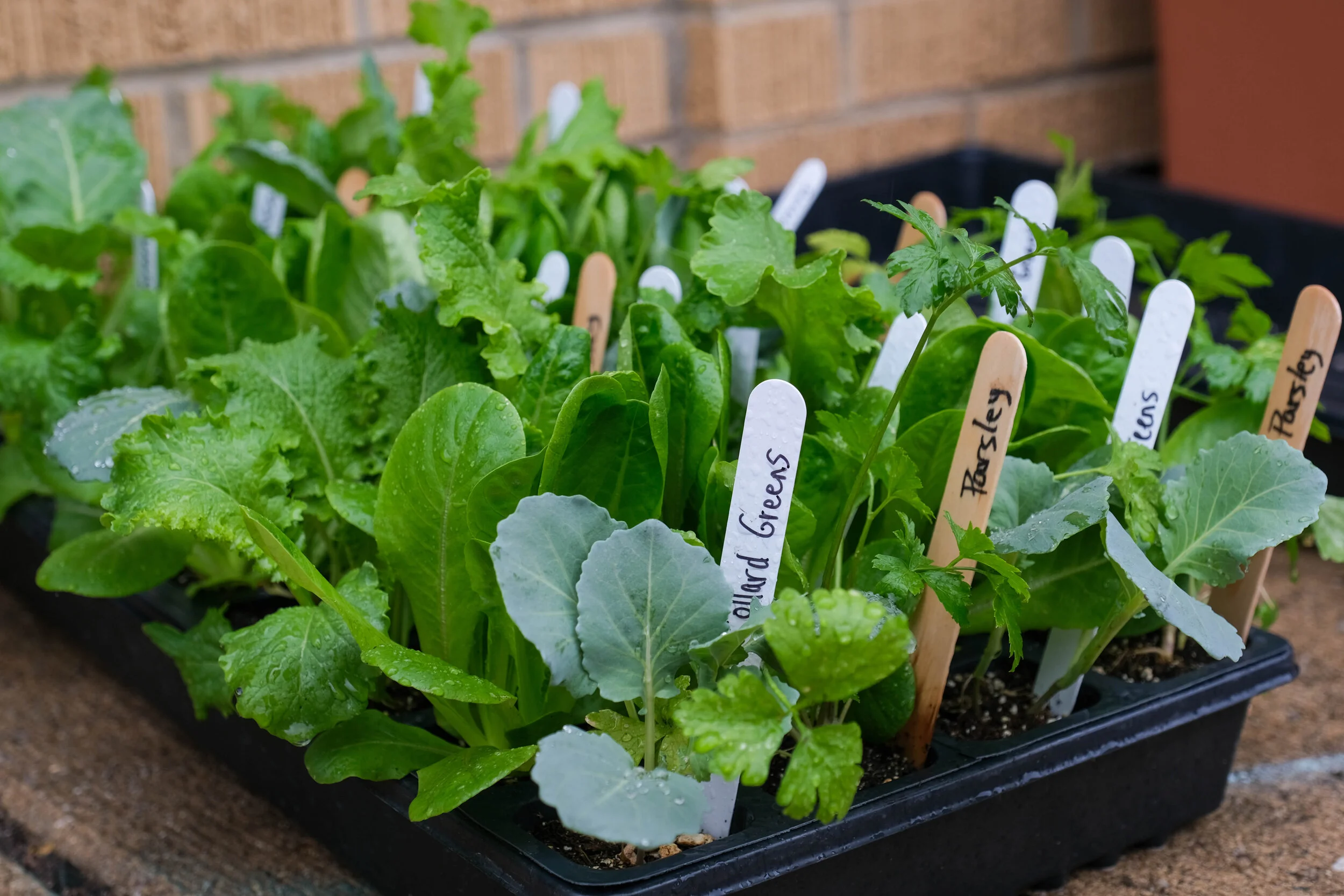 2023 - Kalamazoo Roots: Free Container Gardening Class