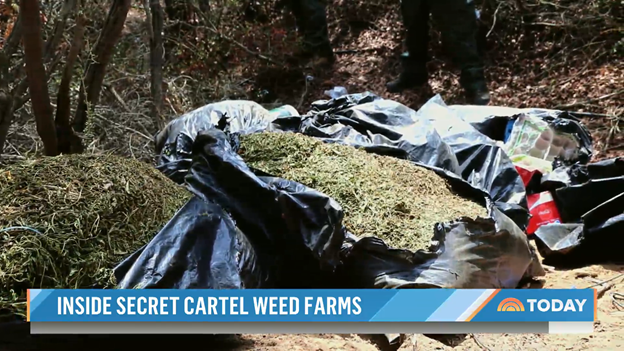 Illegal marijuana grown on public land by Mexican drug cartels