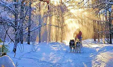 Paul’s daughter, Bria, dogsledding.