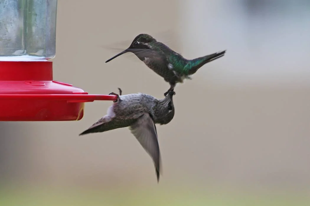 One of my "there at the right moment" shots this year... I just got a new lens, "Cannon" 100-400, and was playing with it at the bird feeder! One hummer was sitting there minding his business, when the bully, self proclaimed owner of the feeder, decided to ruff up the competition and drag him off the perch by his beak. - Michele Cheeseman 
