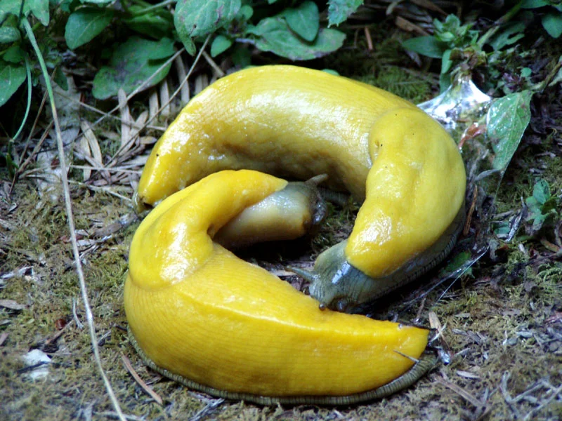 Two_Banana_Slugs.jpg