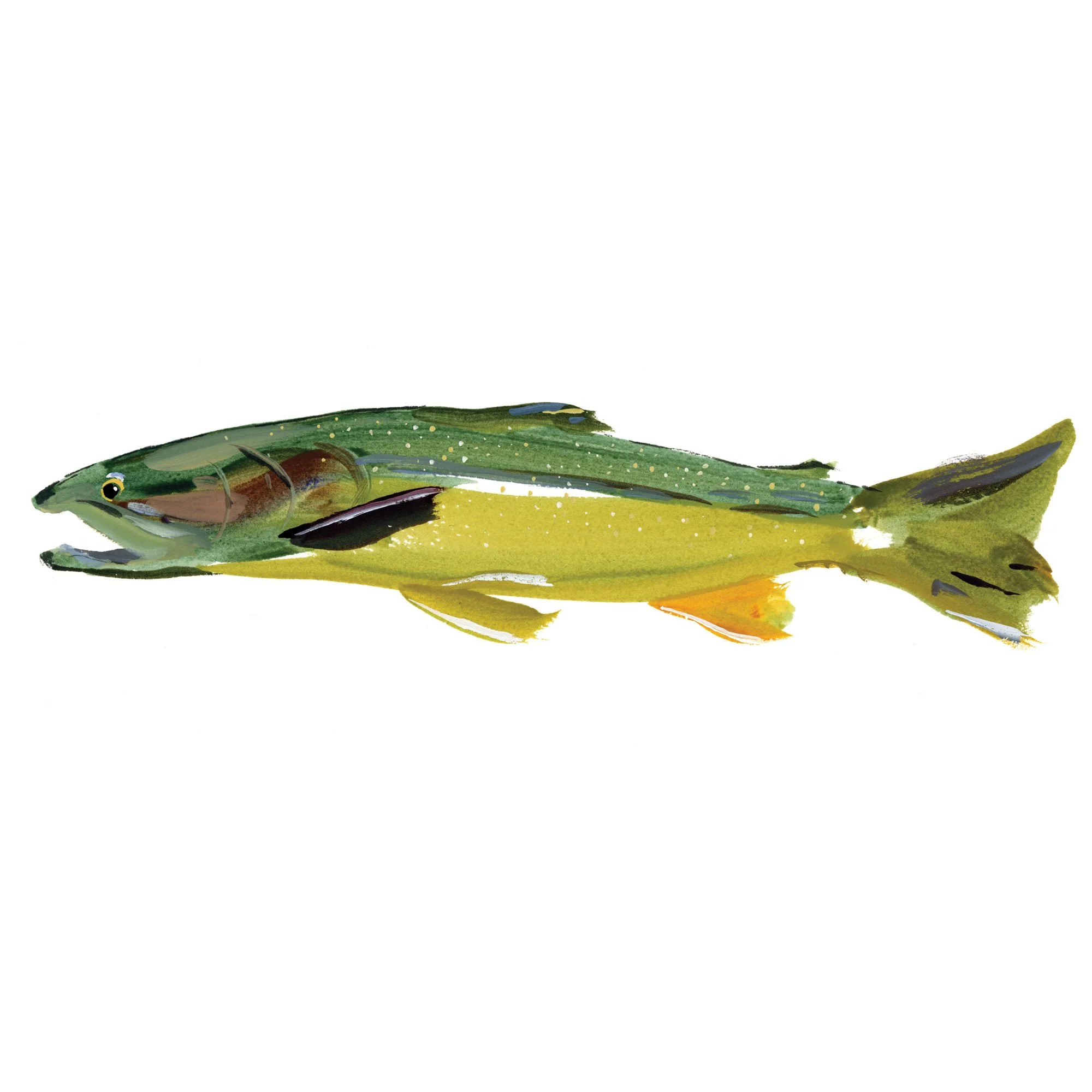 bull-trout.jpg