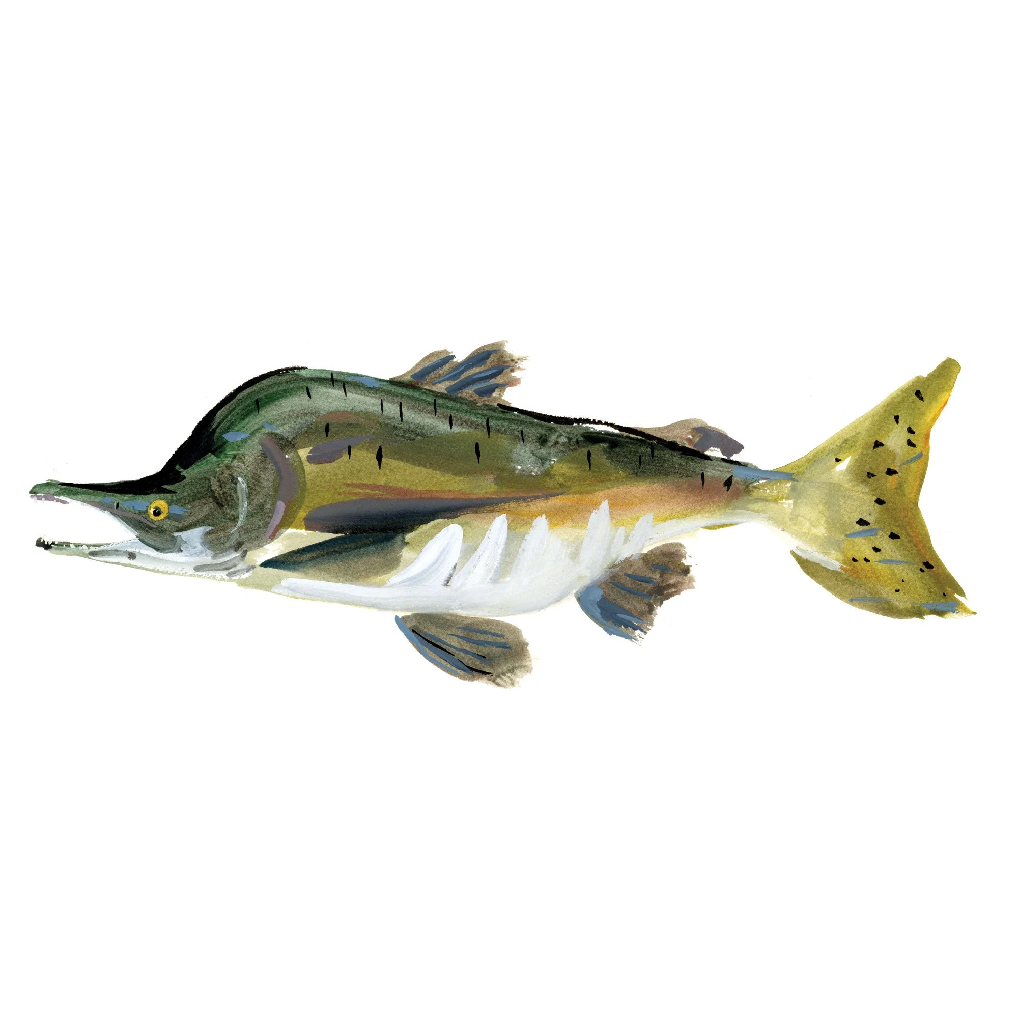 pink-salmon.jpg