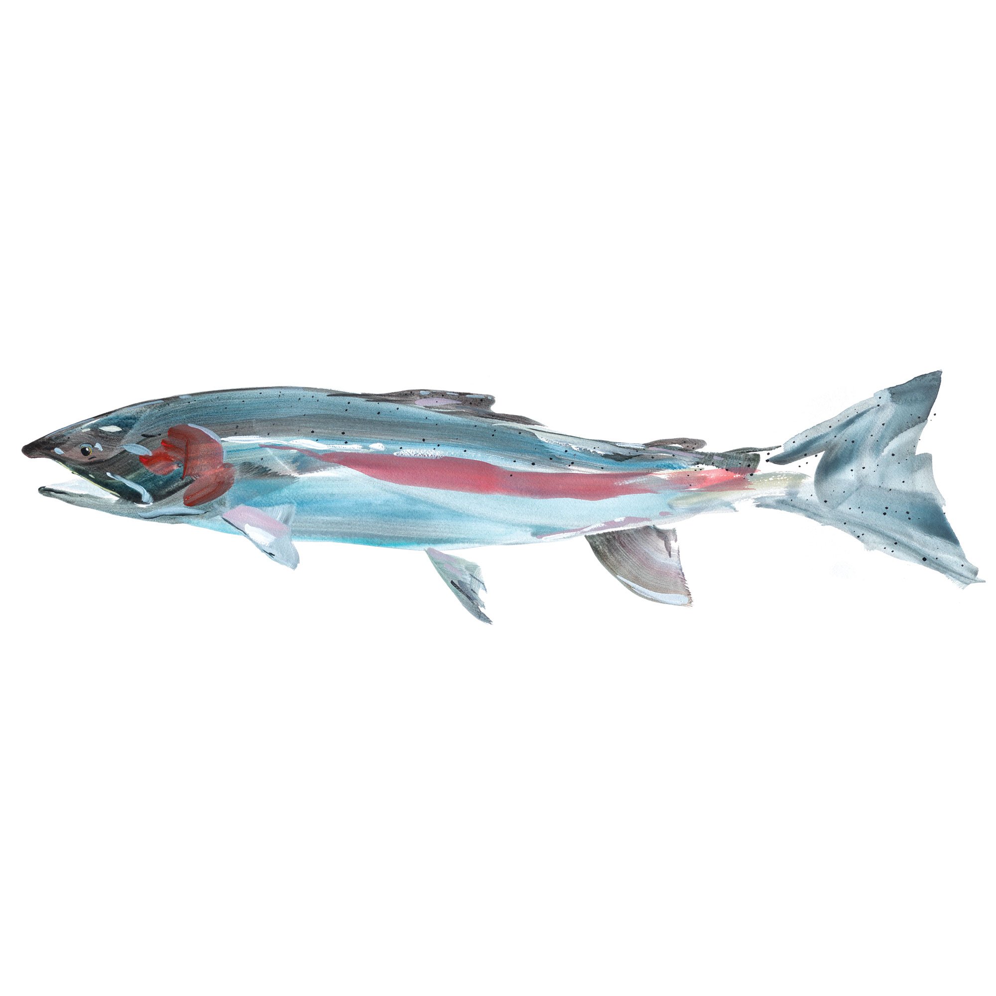 steelhead-ny.jpg