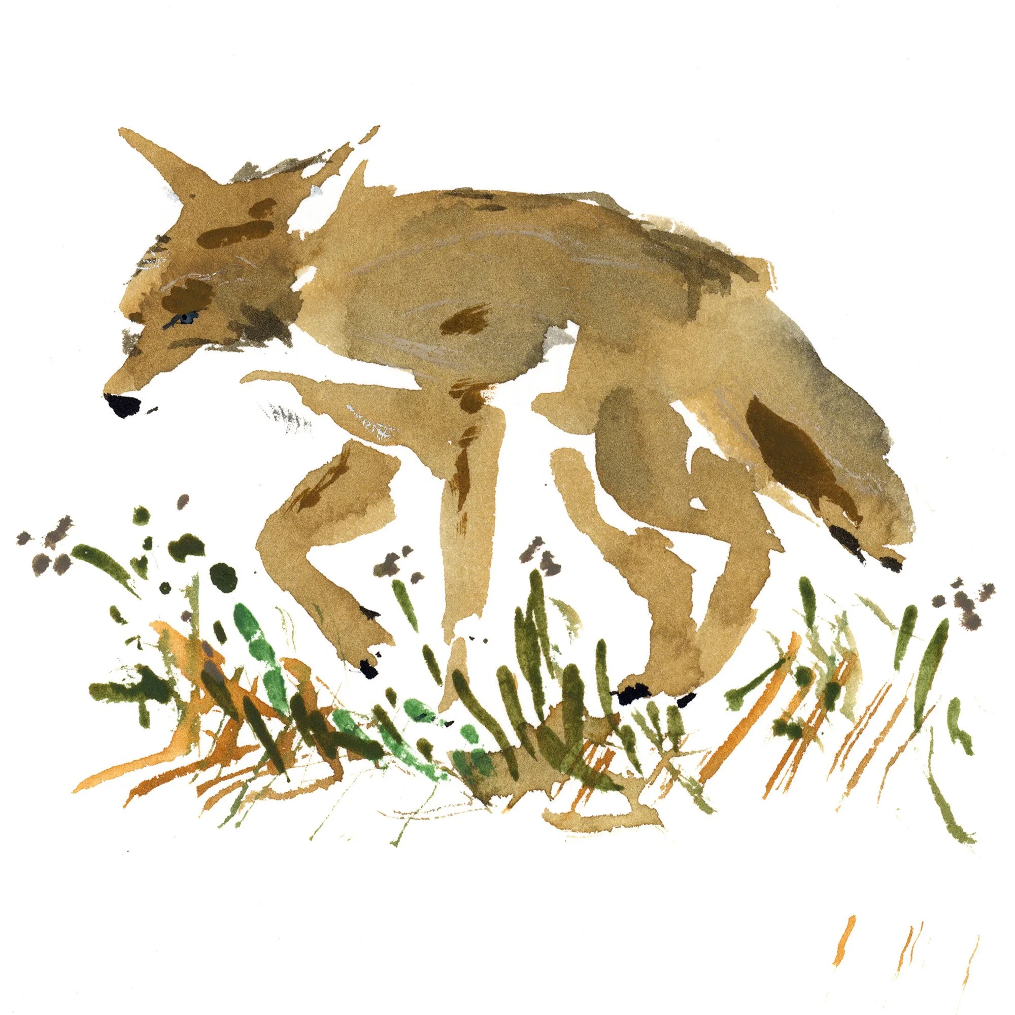 coywolf.jpg