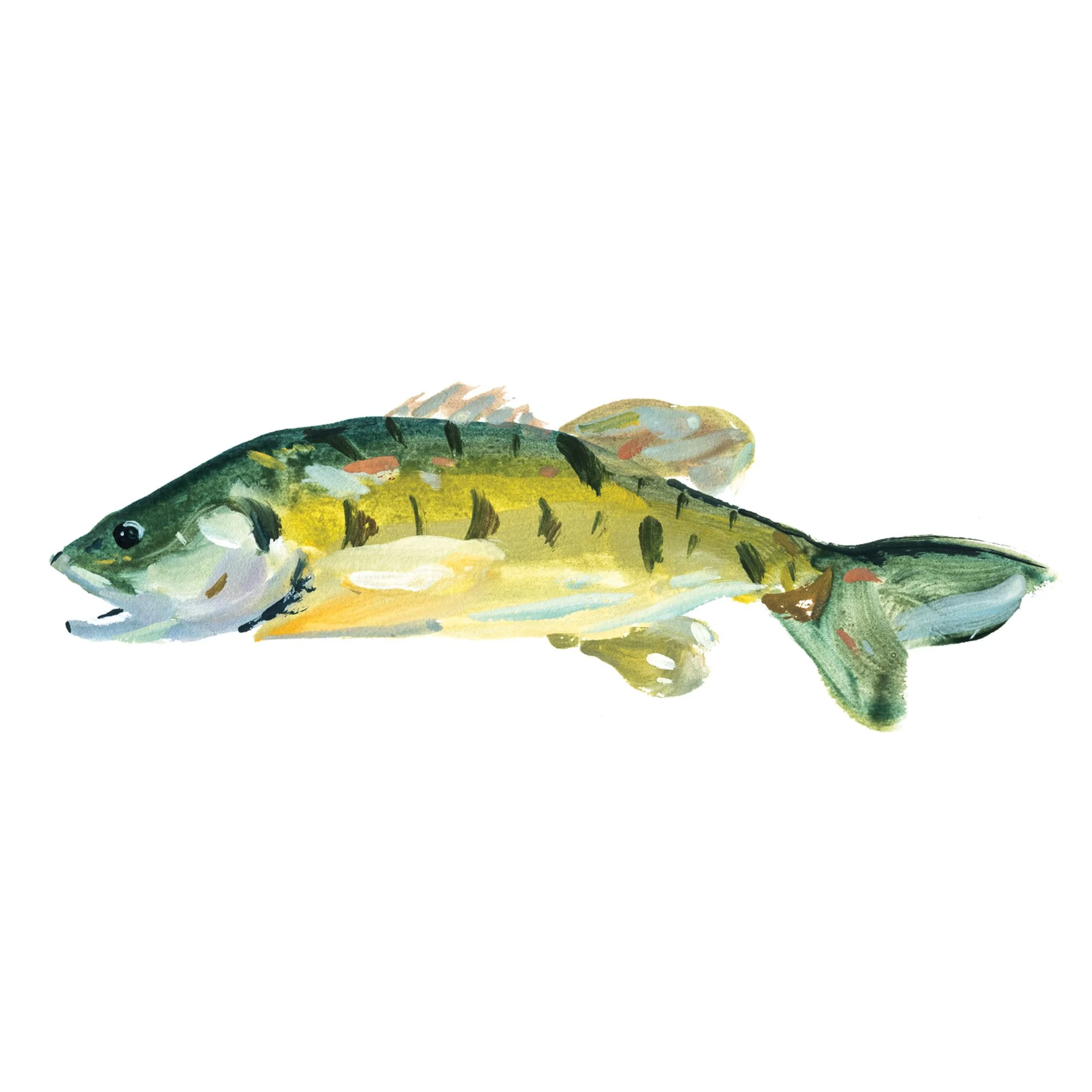 guadalupe-bass.jpg