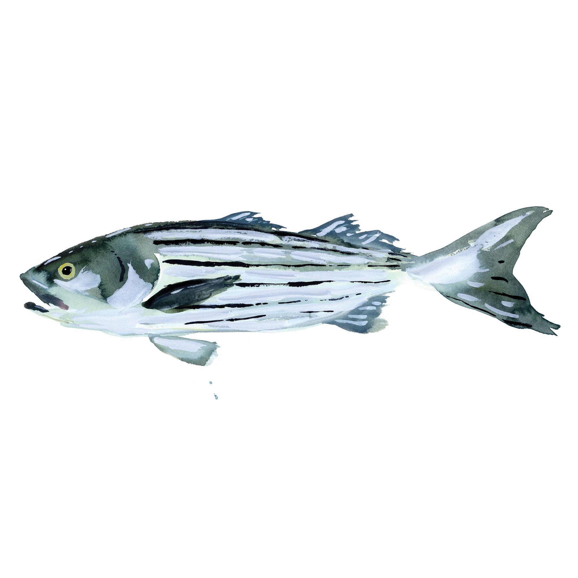 striped-bass.jpg