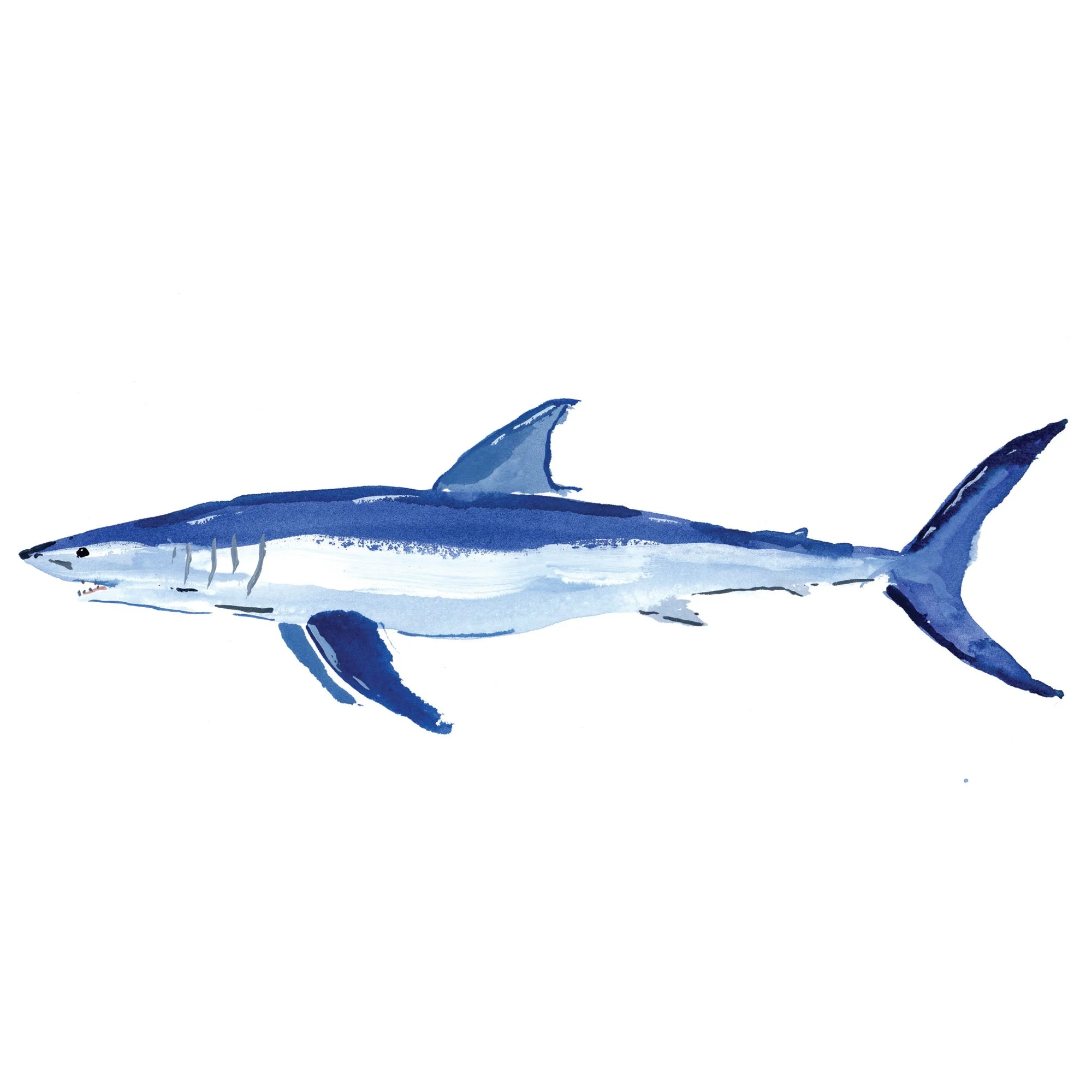 mako-shark.jpg