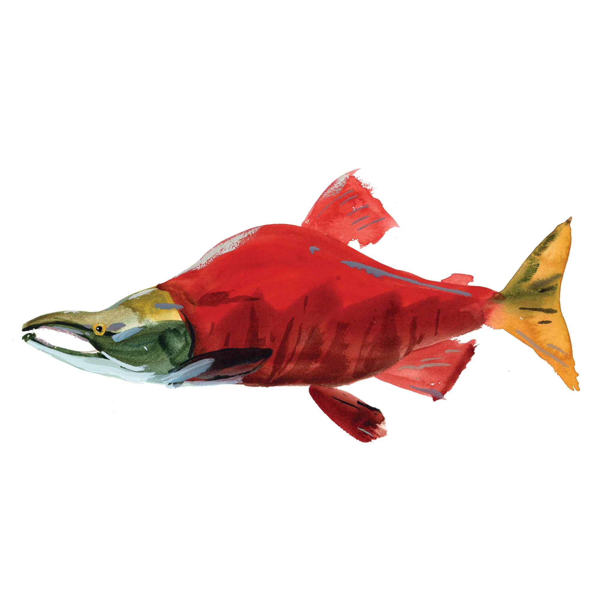 sockeye-salmon.jpg