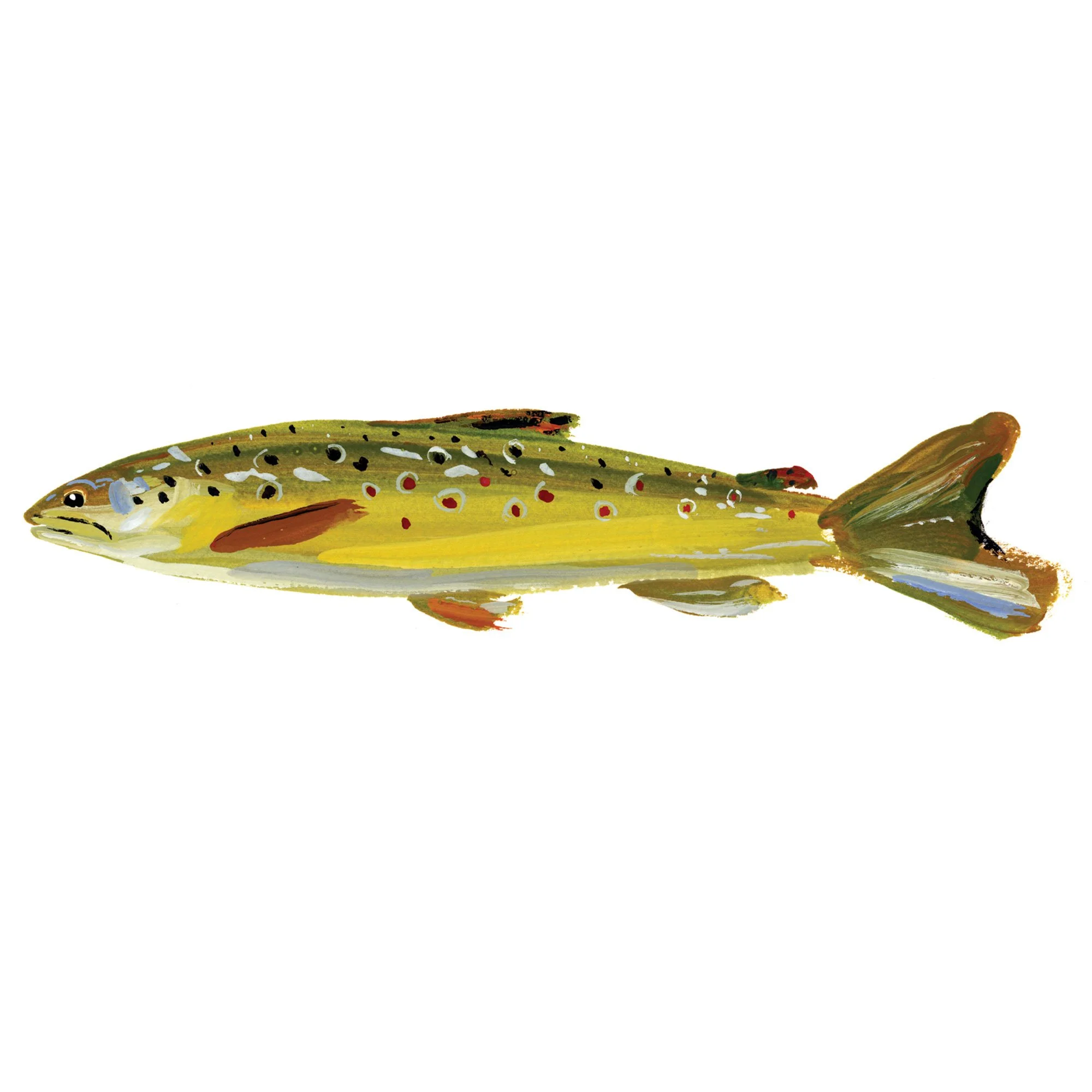 landlocked-salmon.jpg