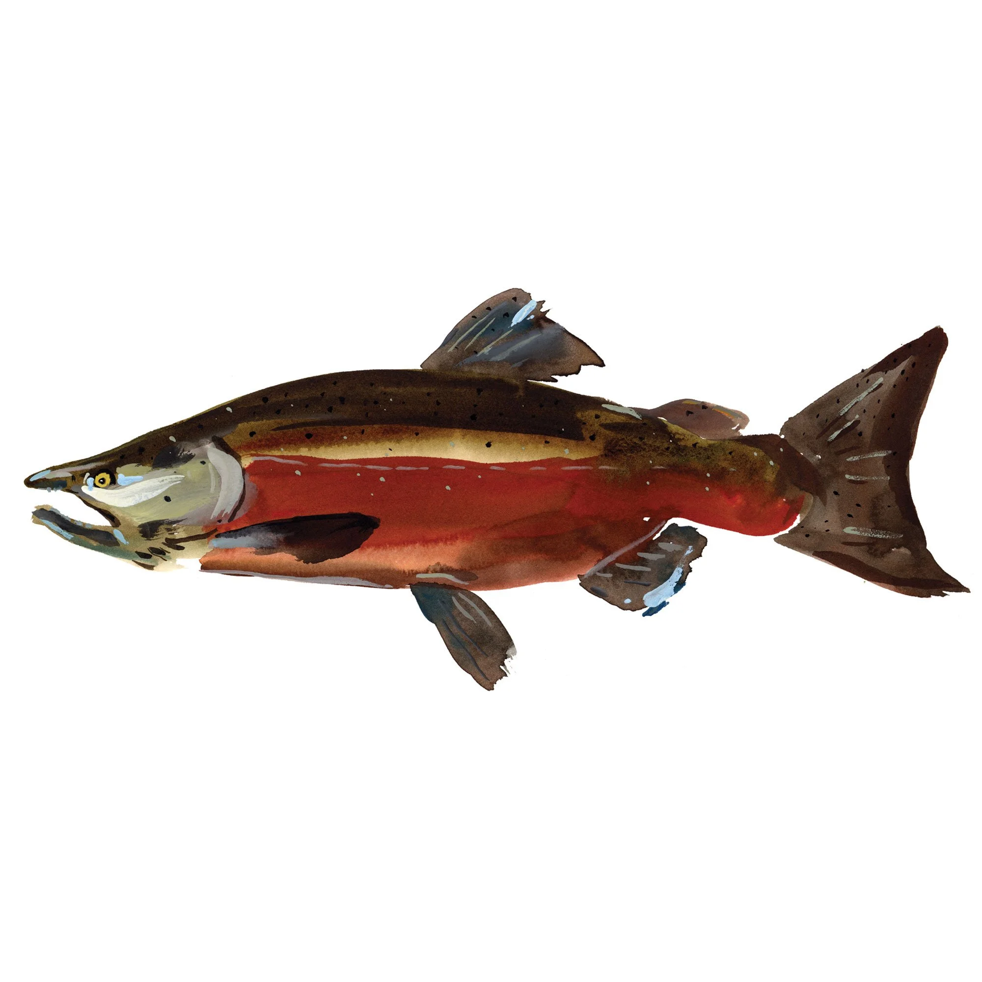 chinook-salmon.jpg
