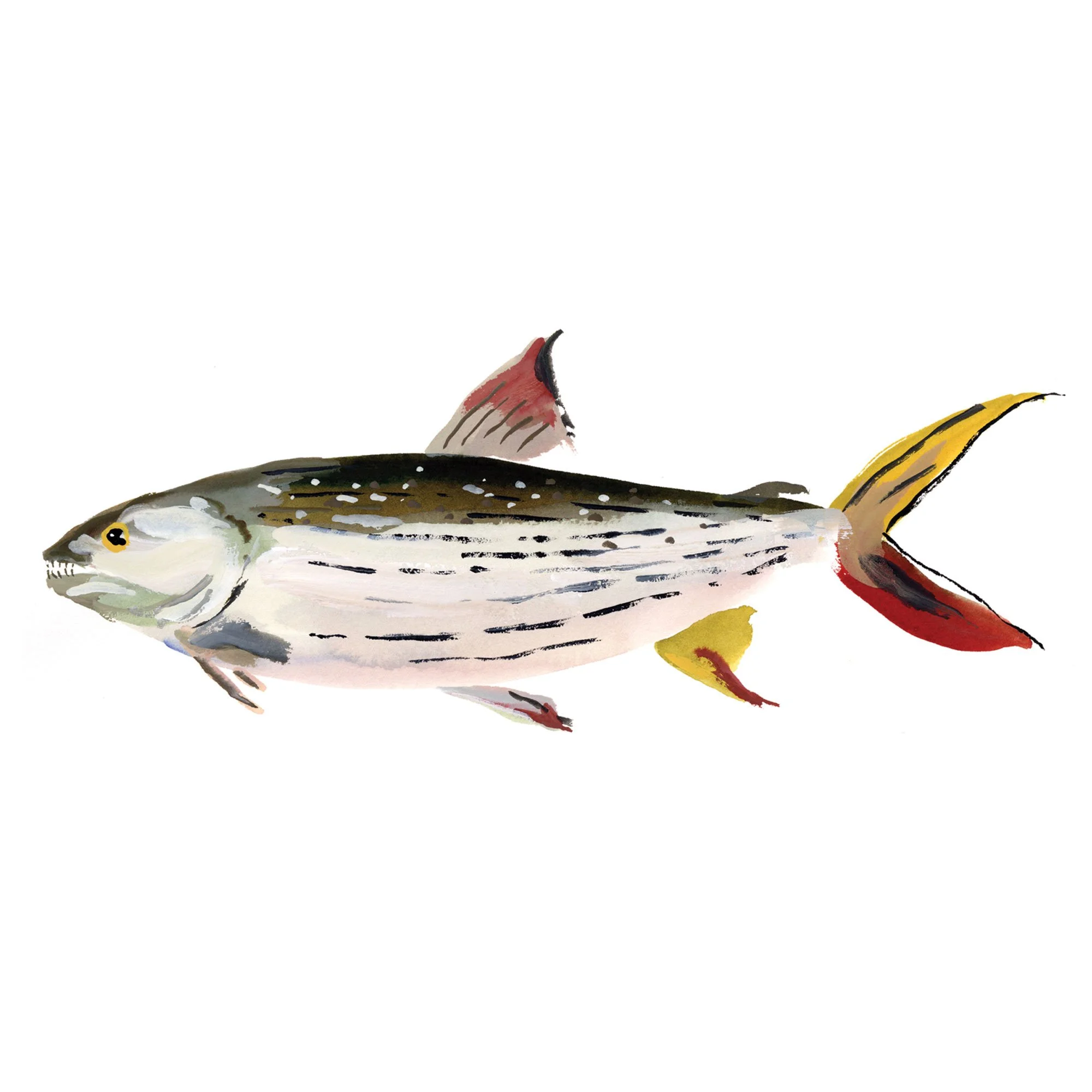 tigerfish.jpg