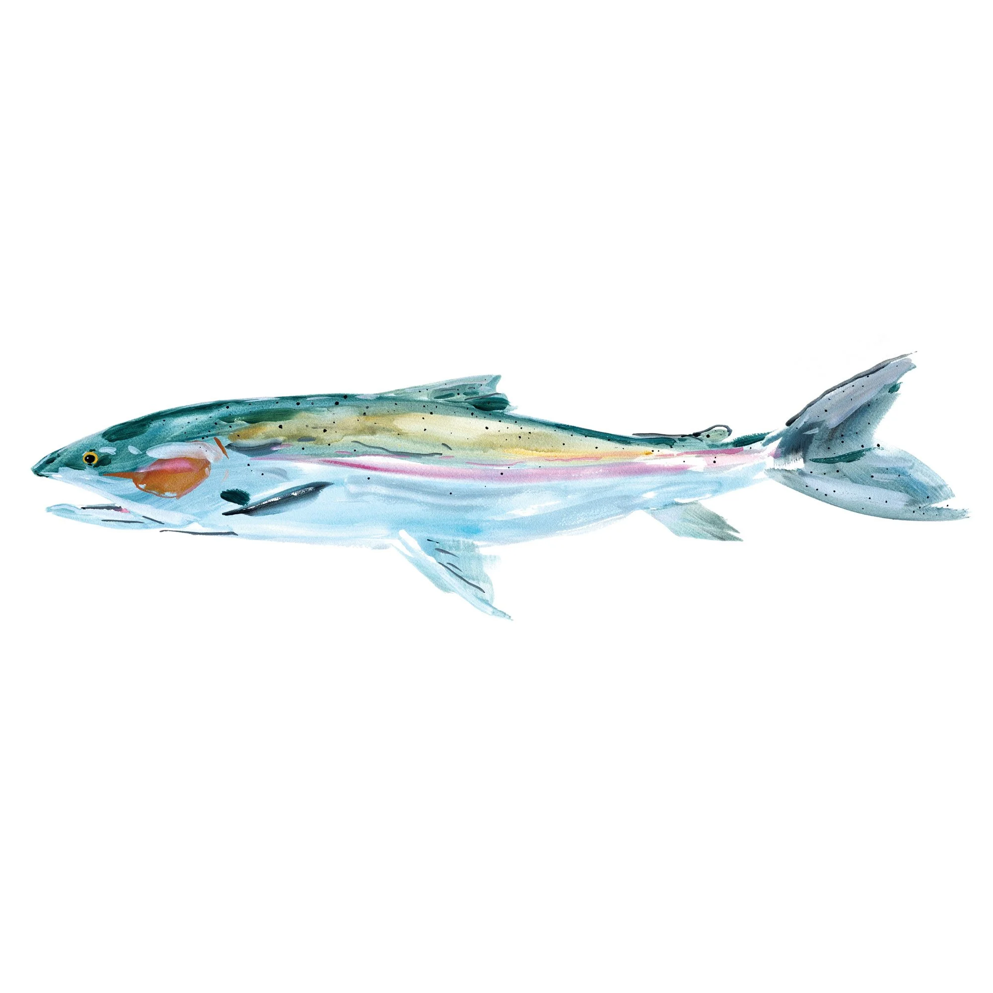 steelhead-a.jpg