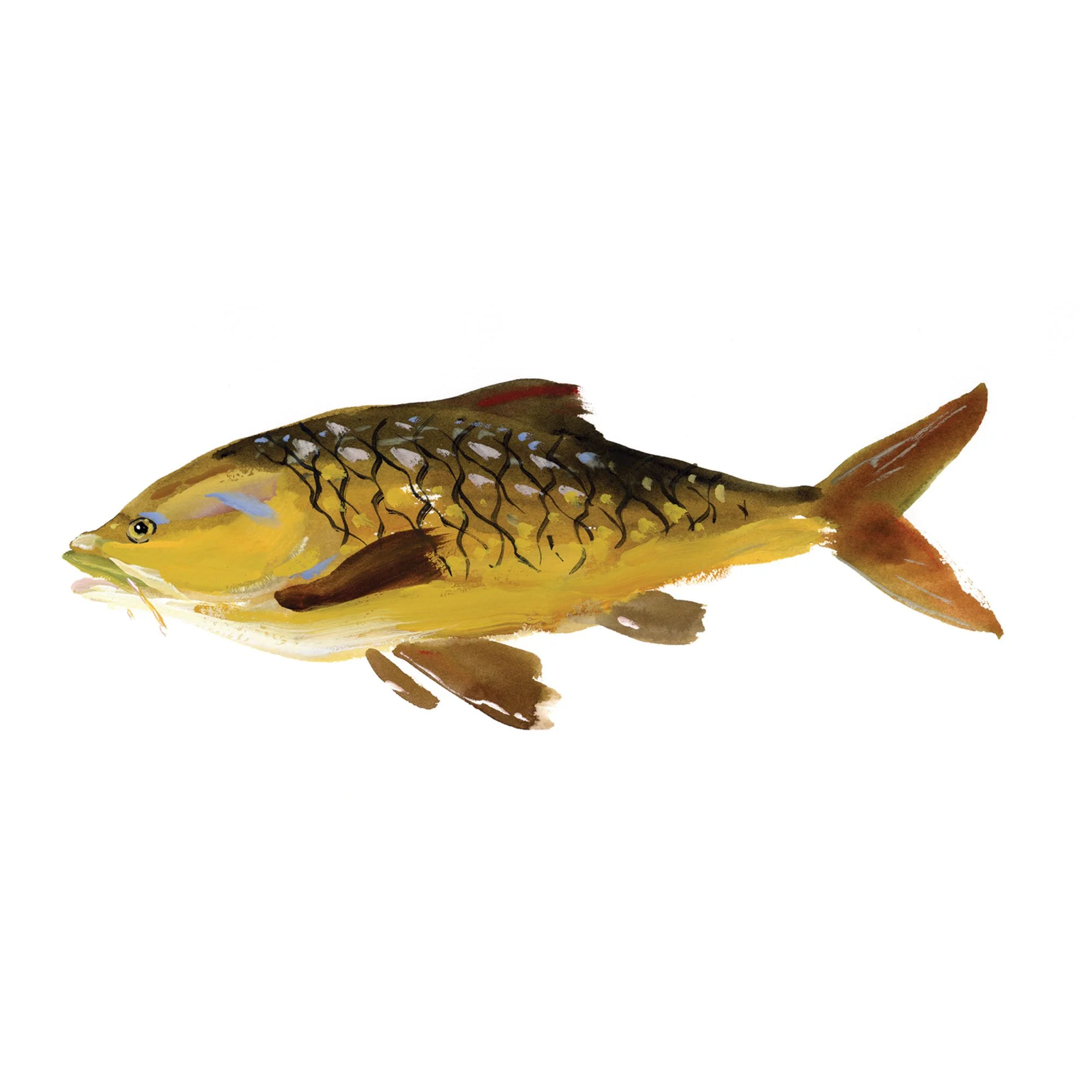 largemouth-yellowfish.jpg