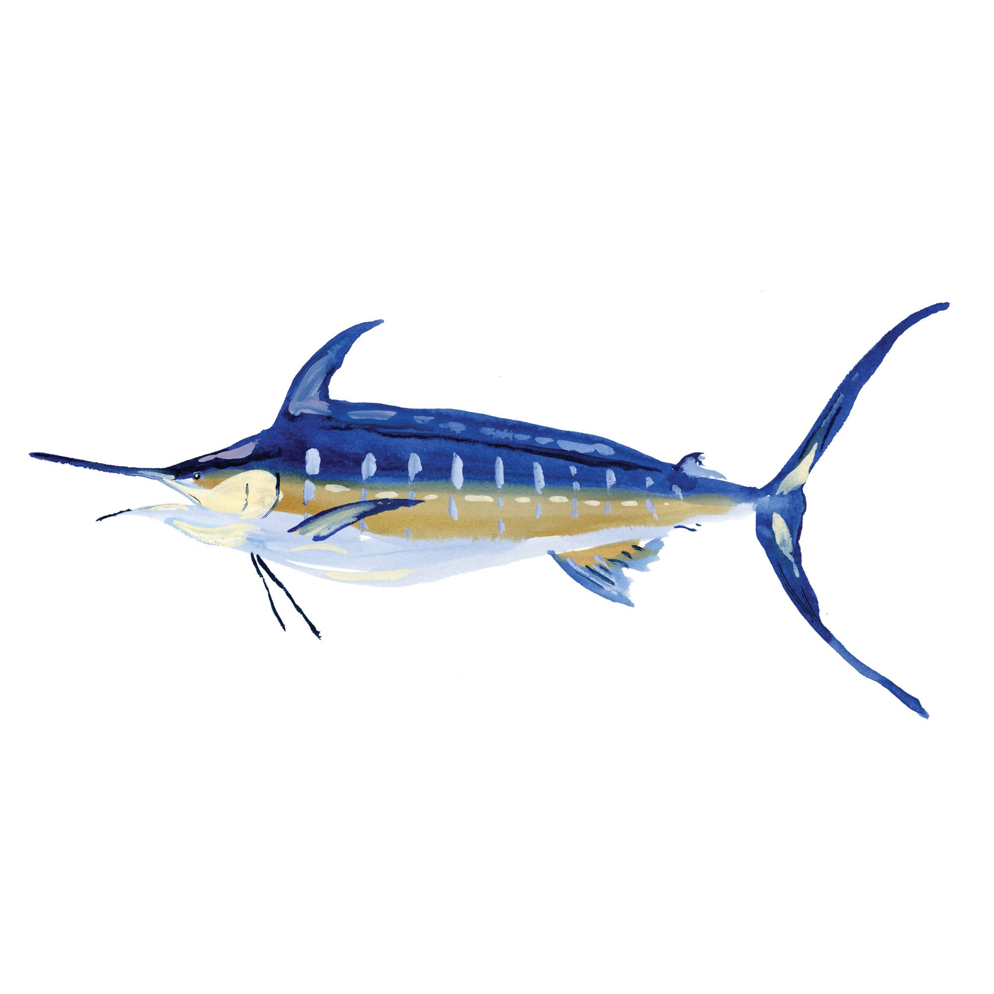 marlin.jpg