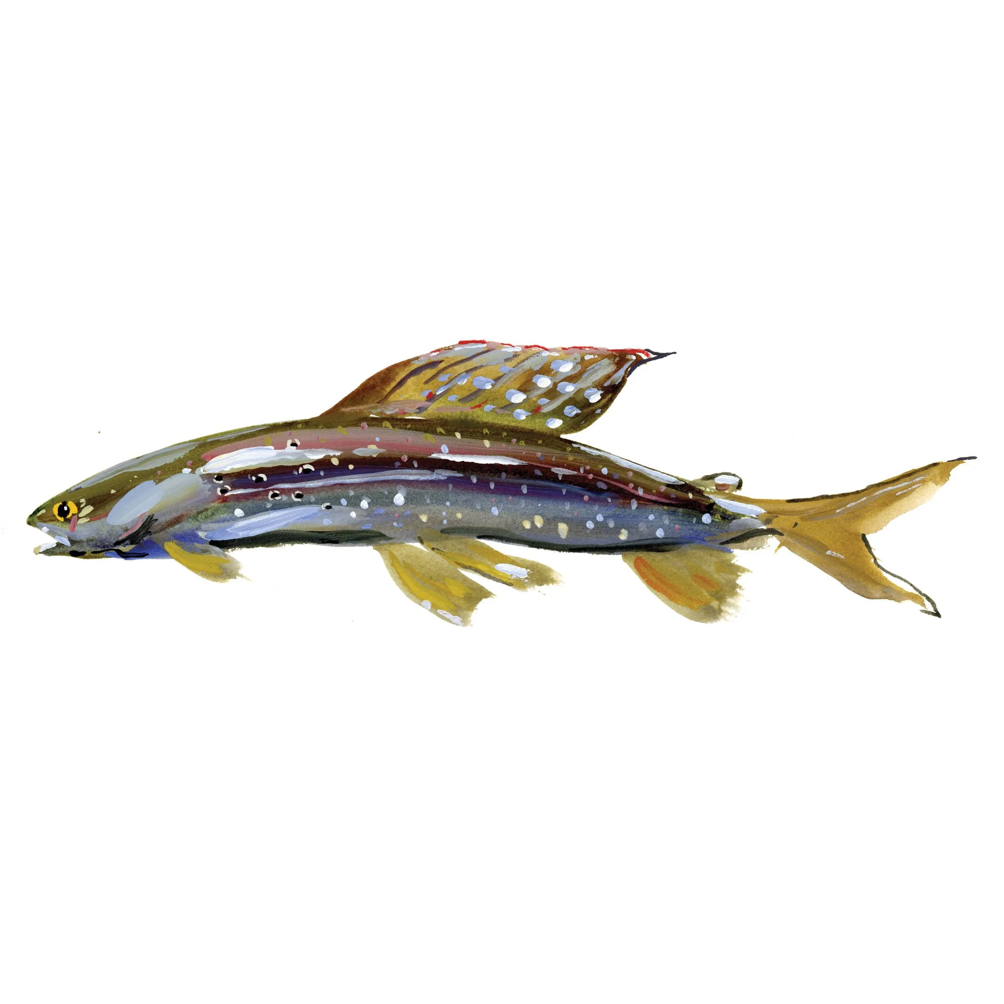 grayling.jpg