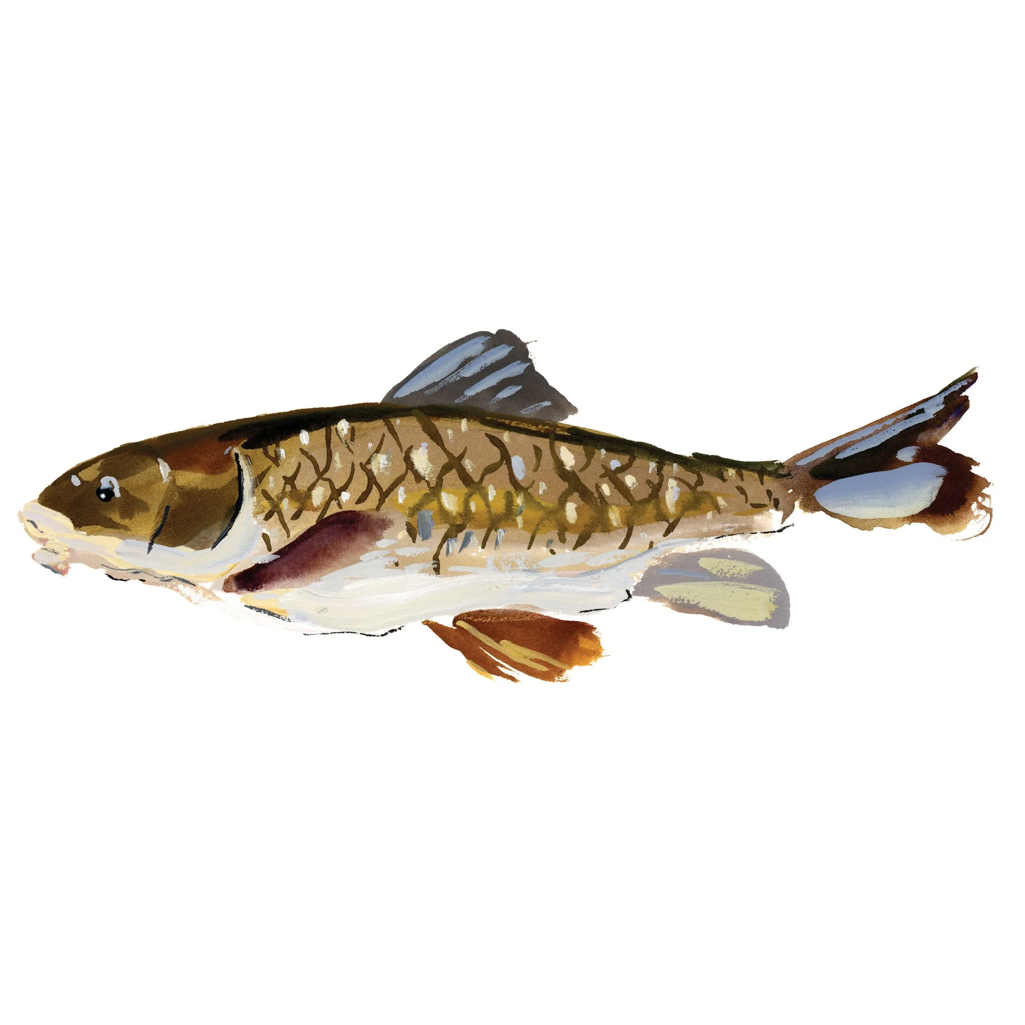 chub-sucker.jpg