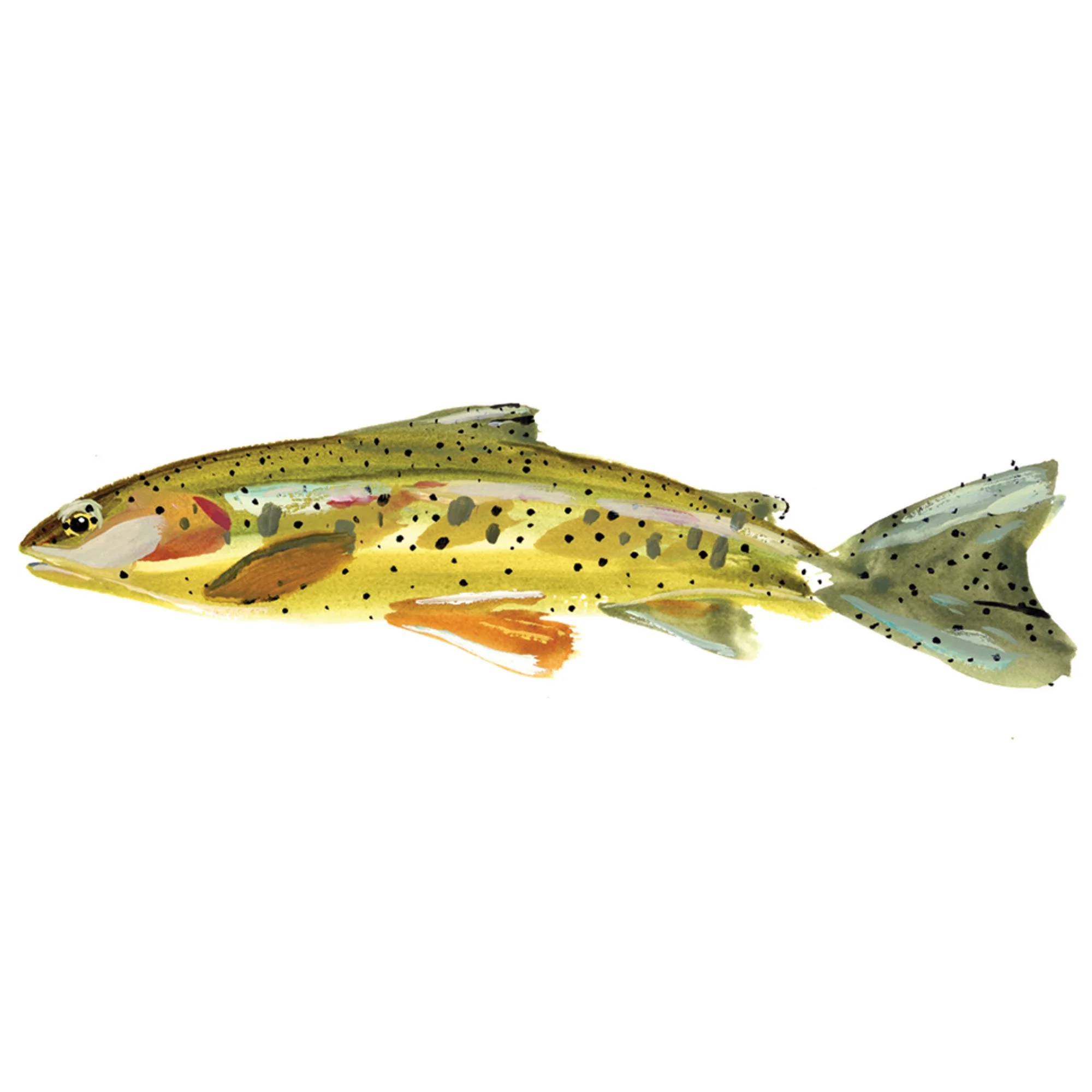 gila-cutthroat.jpg
