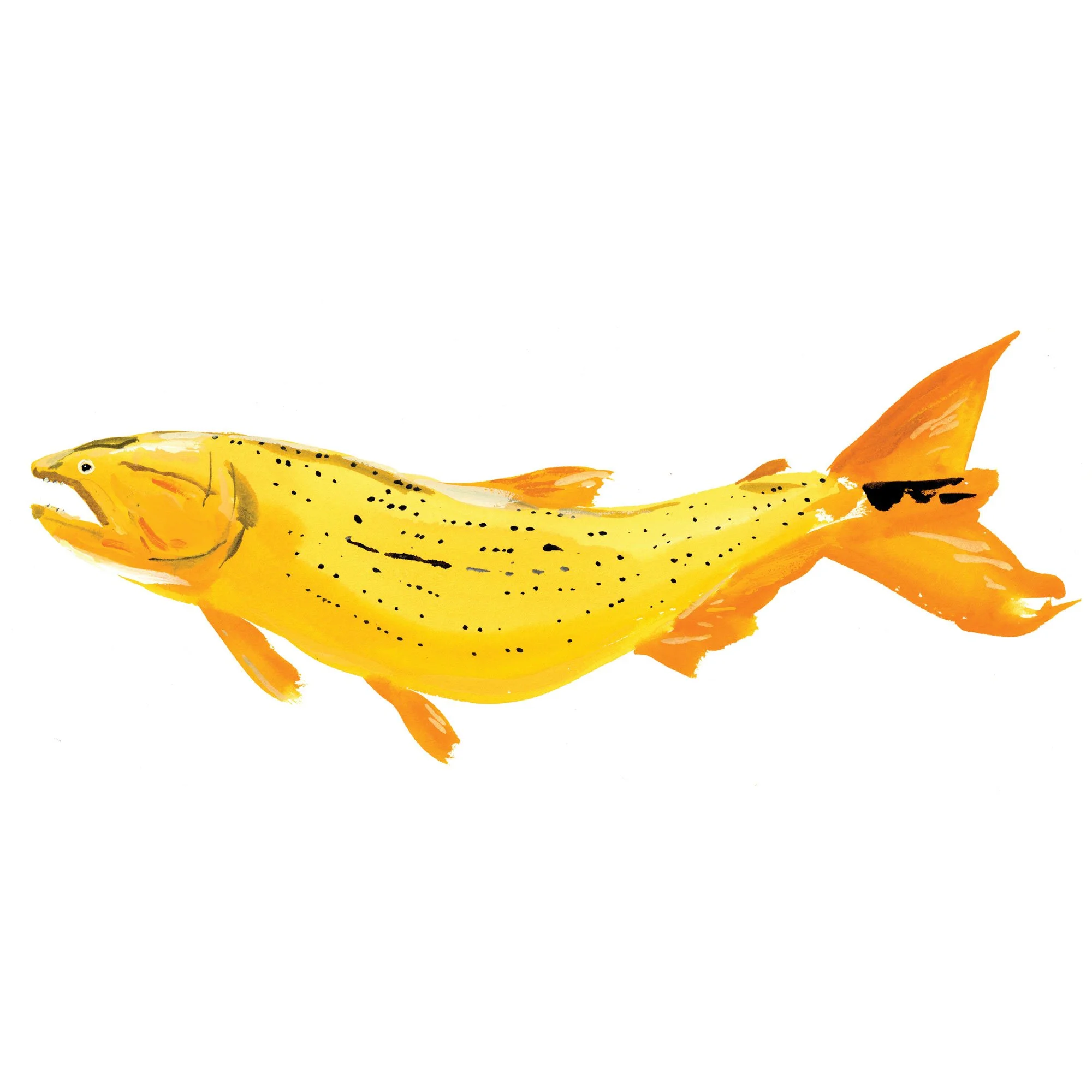 dorado.jpg