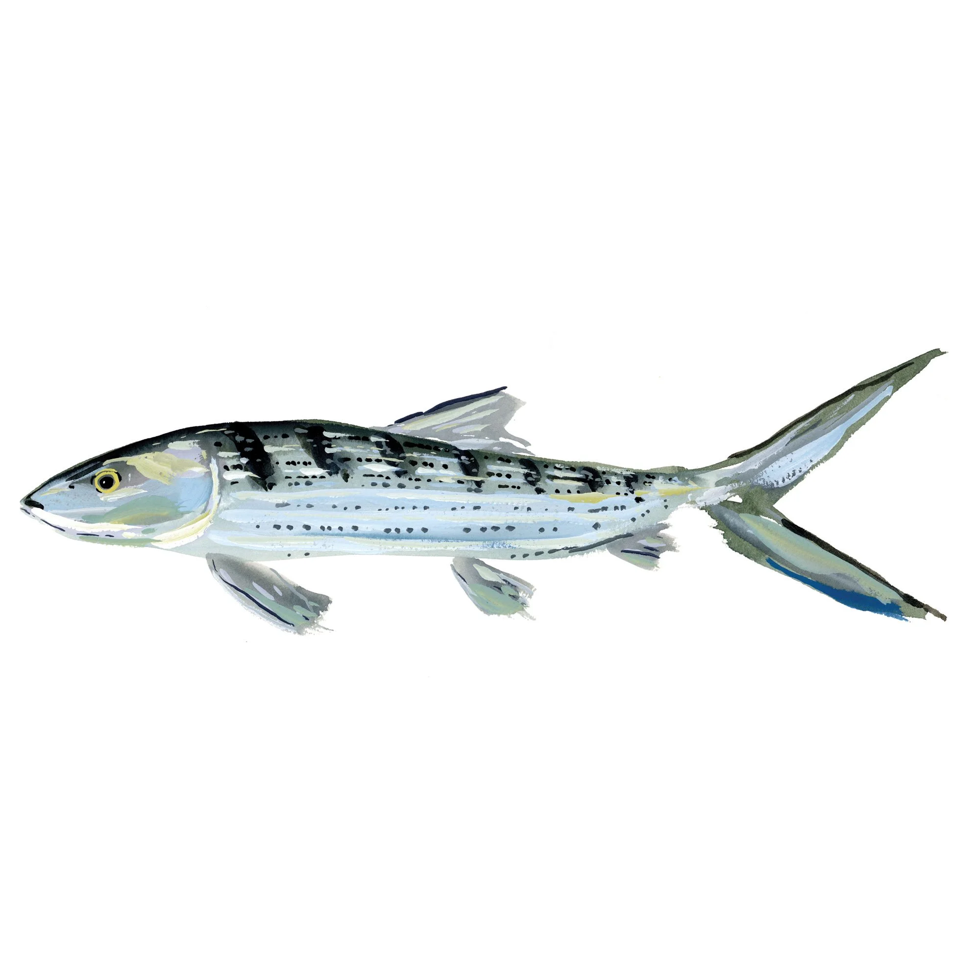 bonefish.jpg
