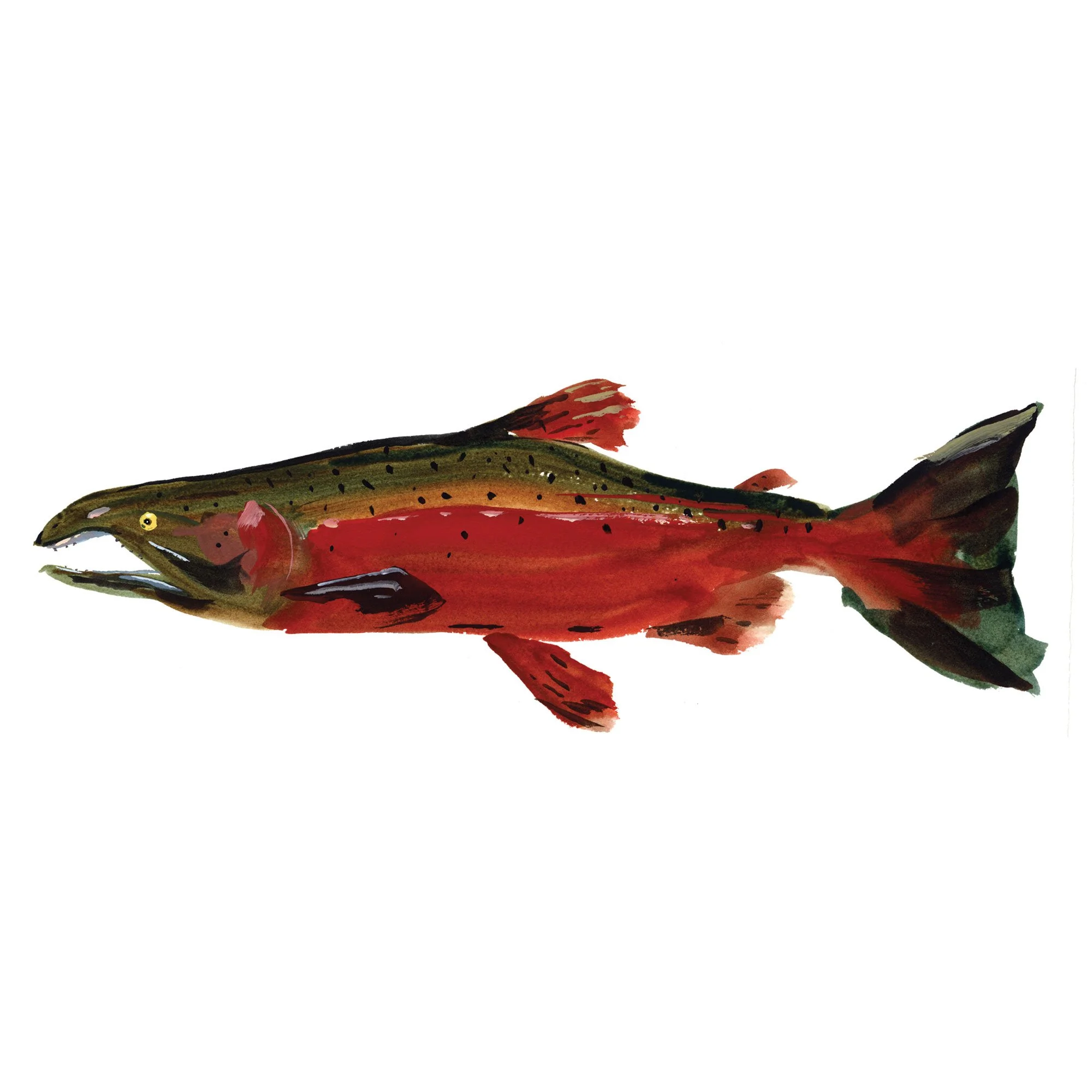 coho-salmon.jpg