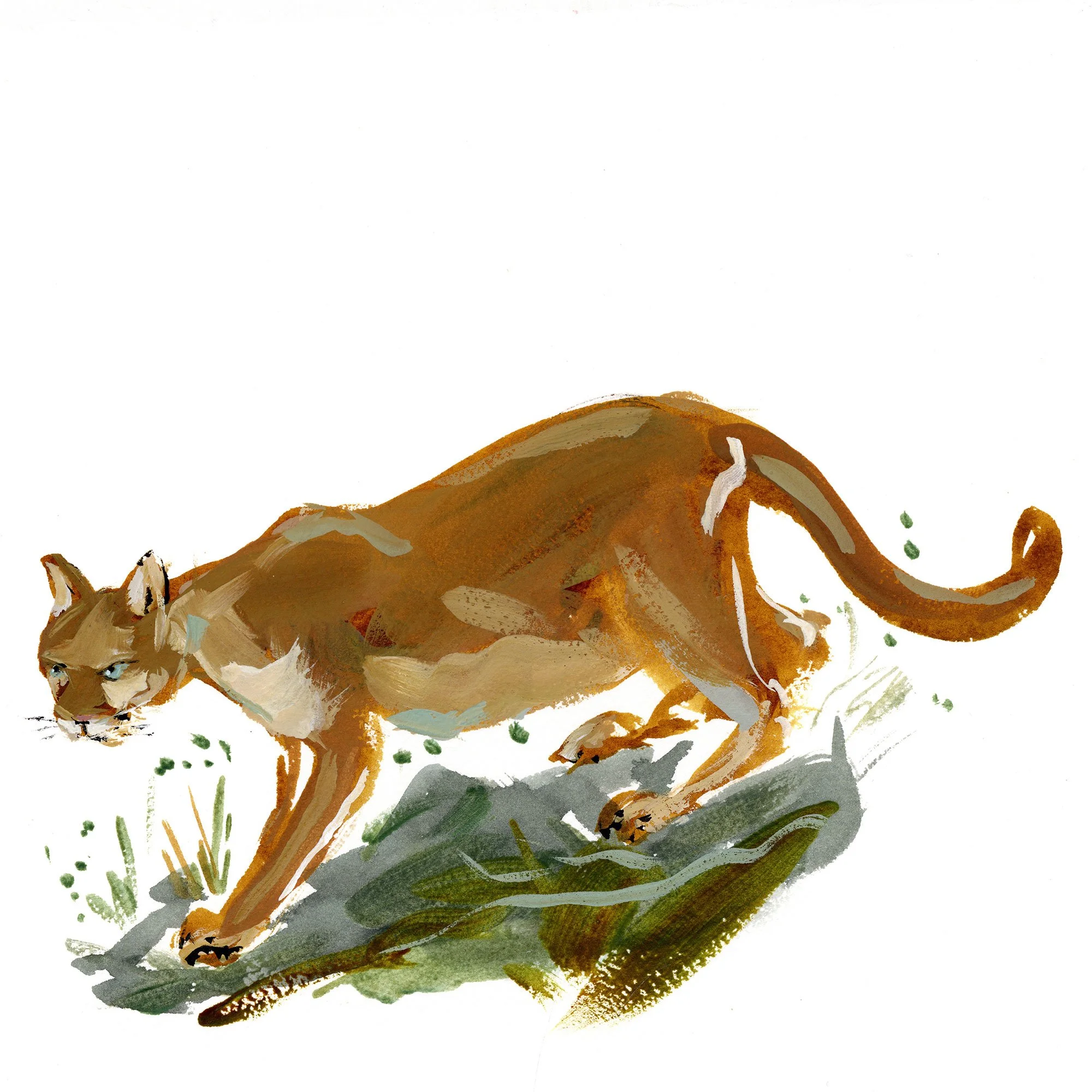 mountain-lion.jpg