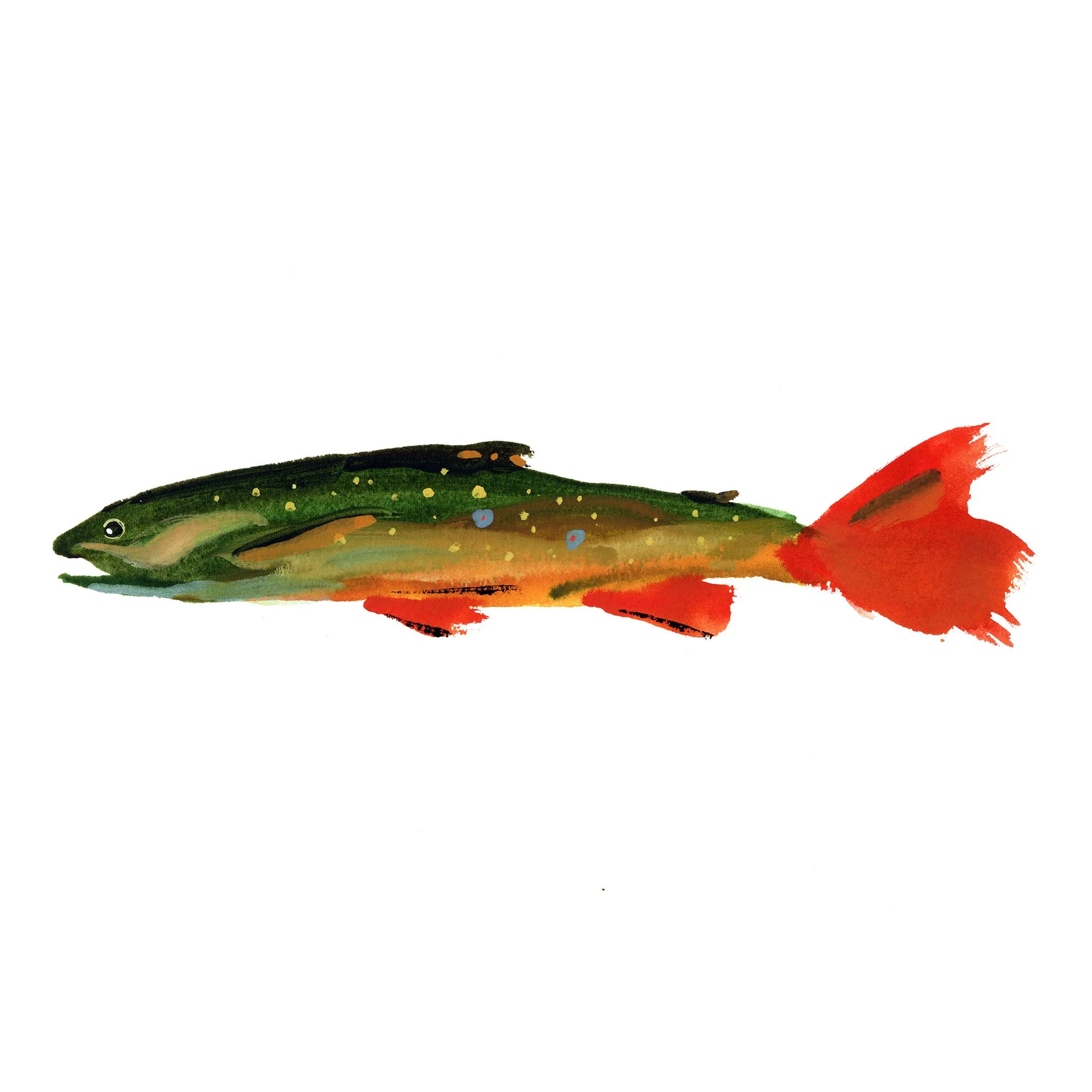 Orange Tail Brookie Steven Weinberg Studio orange-tail-brookie-steven-weinberg-studio