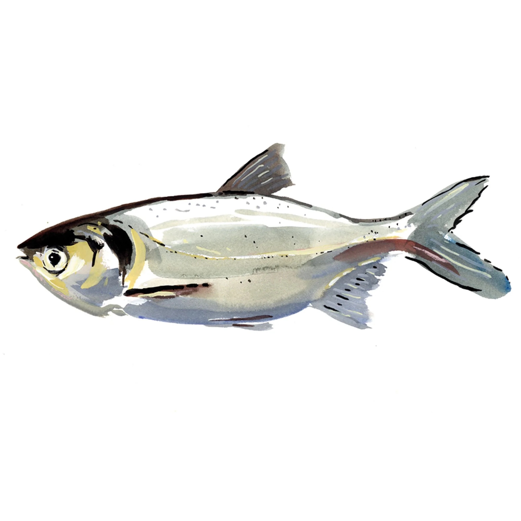 bighead-carp.jpg