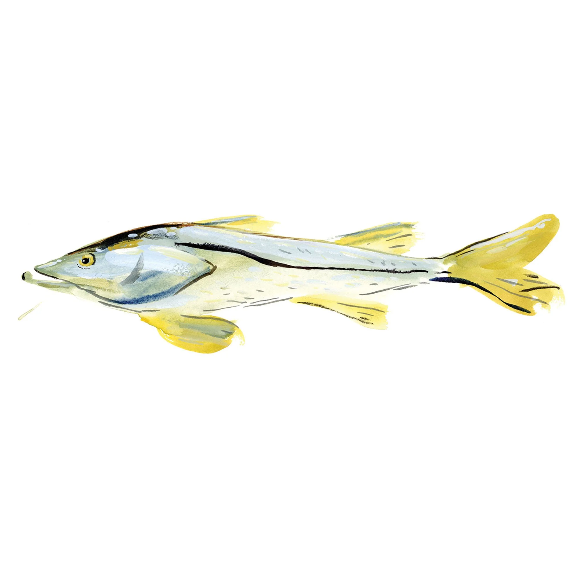 snook.jpg